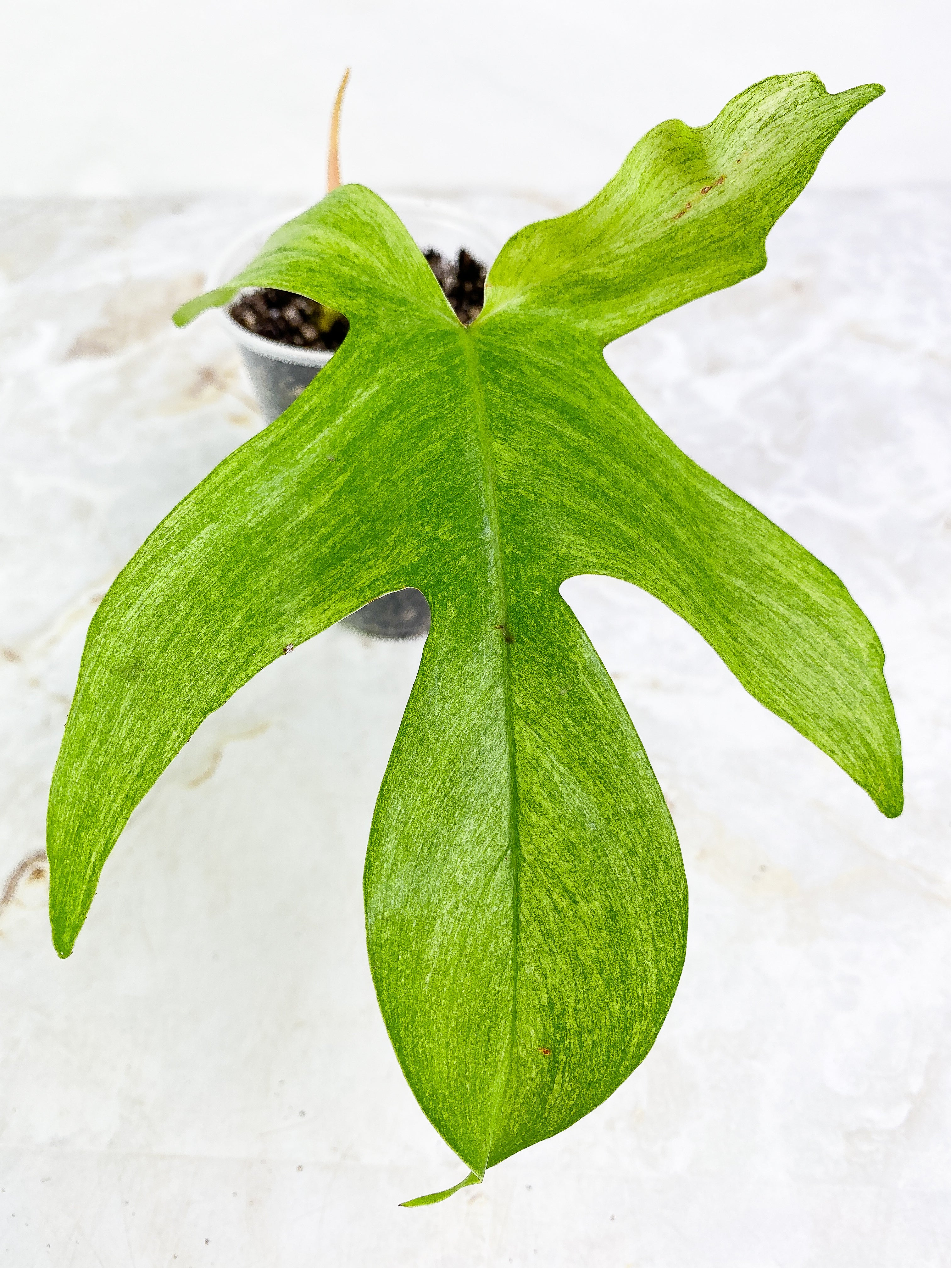 Philodendron ghost mint 1 leaf 1 sprout rooted