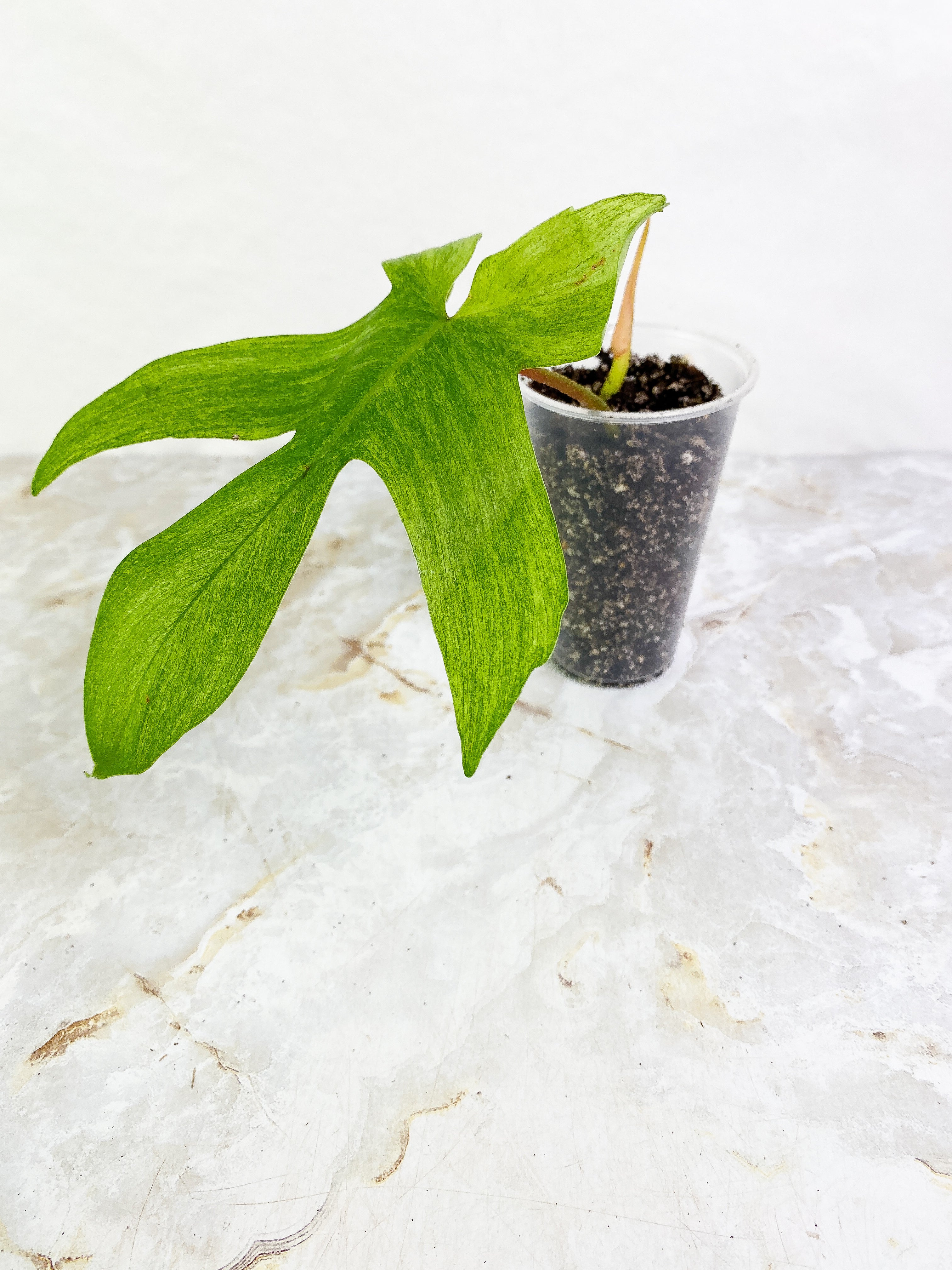 Philodendron ghost mint 1 leaf 1 sprout rooted