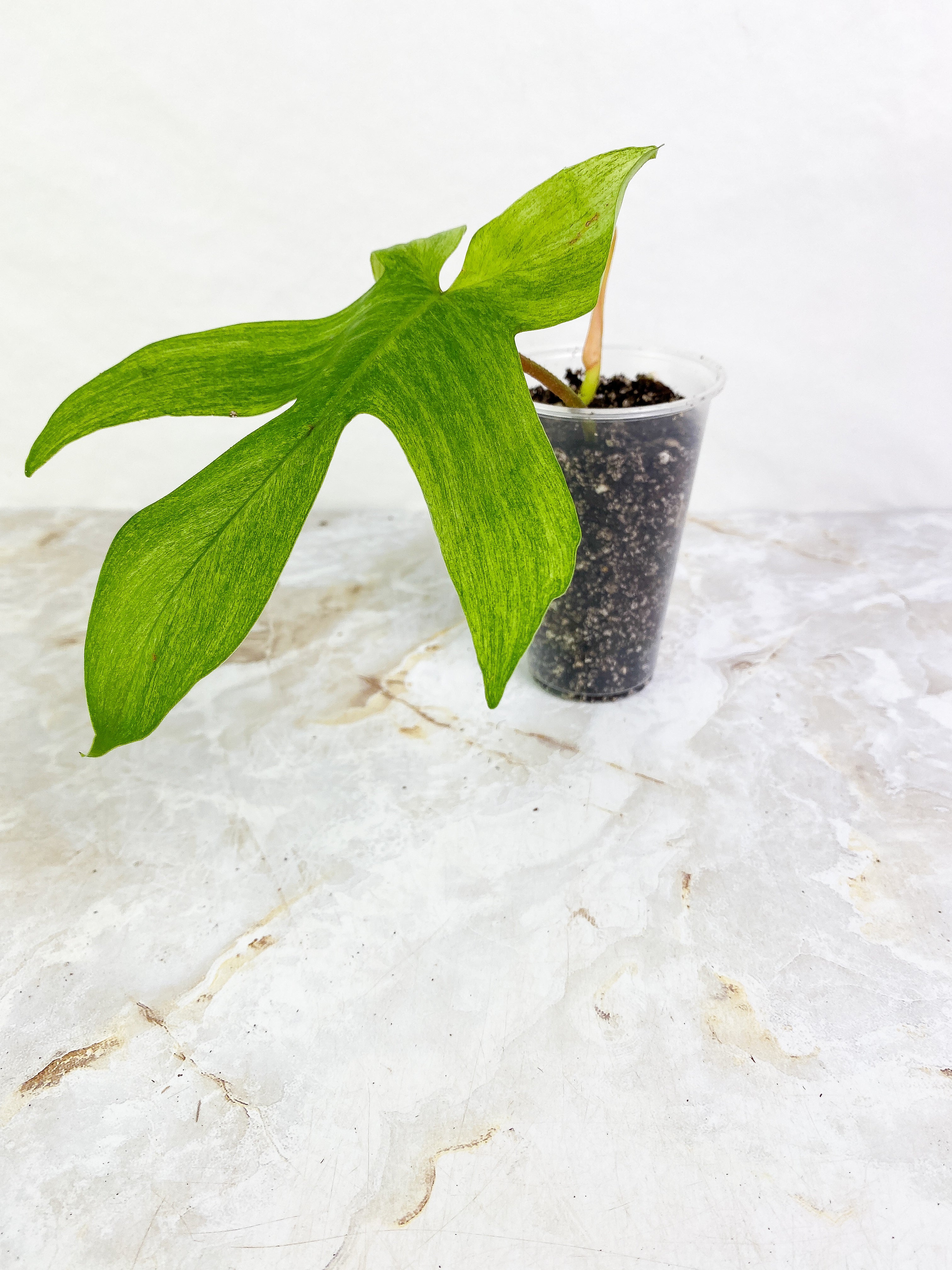 Philodendron ghost mint 1 leaf 1 sprout rooted