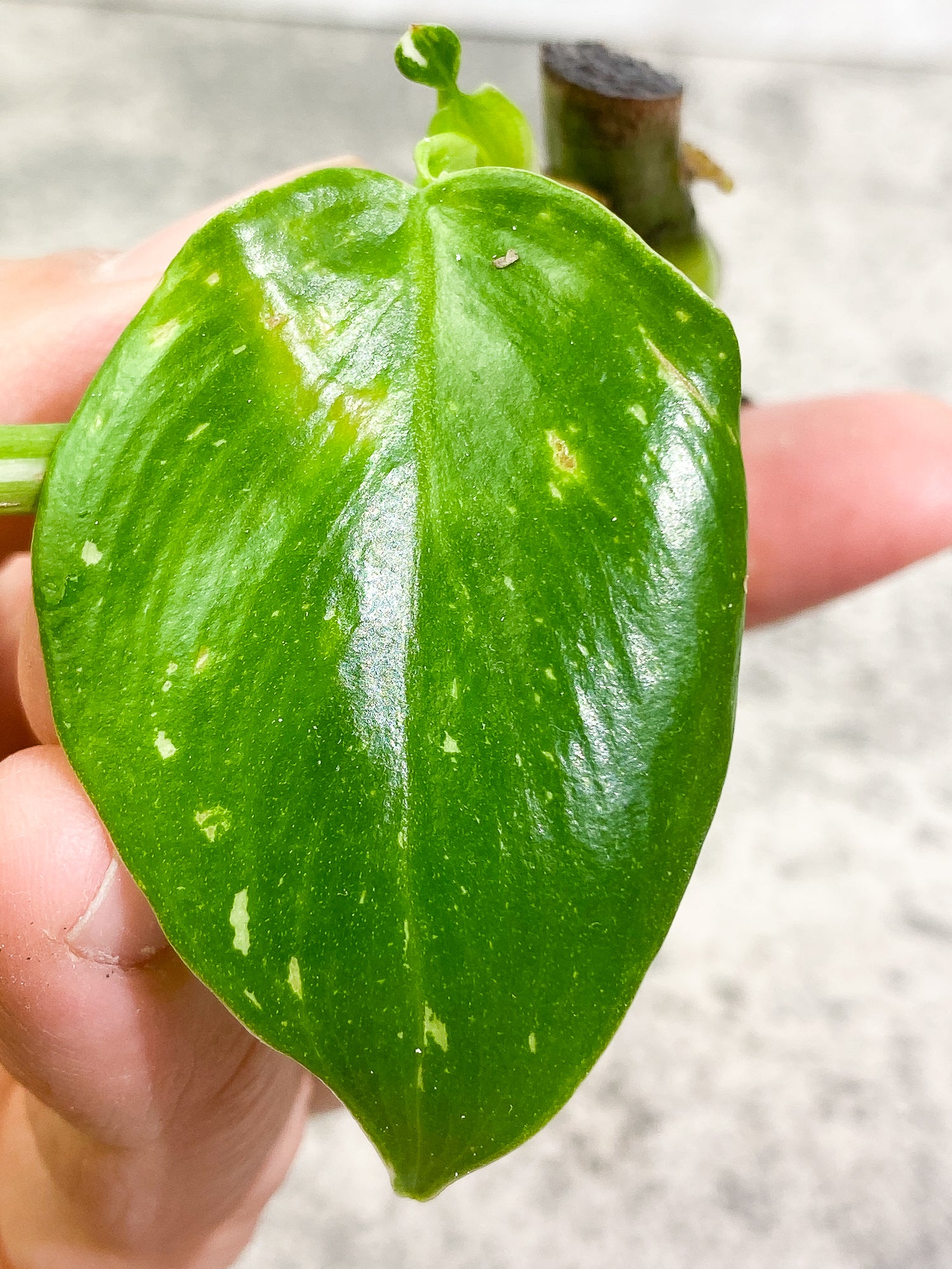 Philodendron White Wizard 2 leaves 1 sprout Rooting