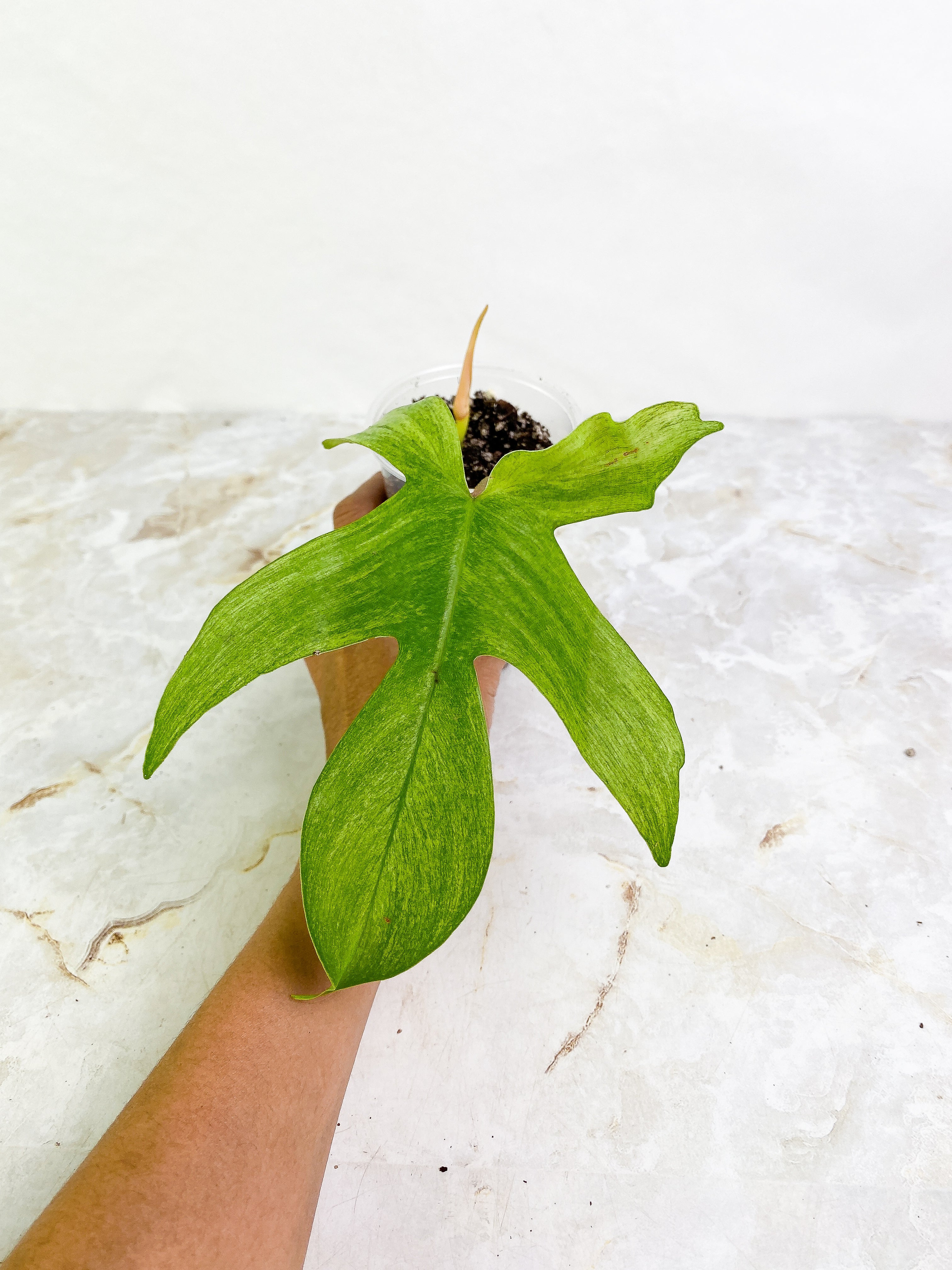 Philodendron ghost mint 1 leaf 1 sprout rooted