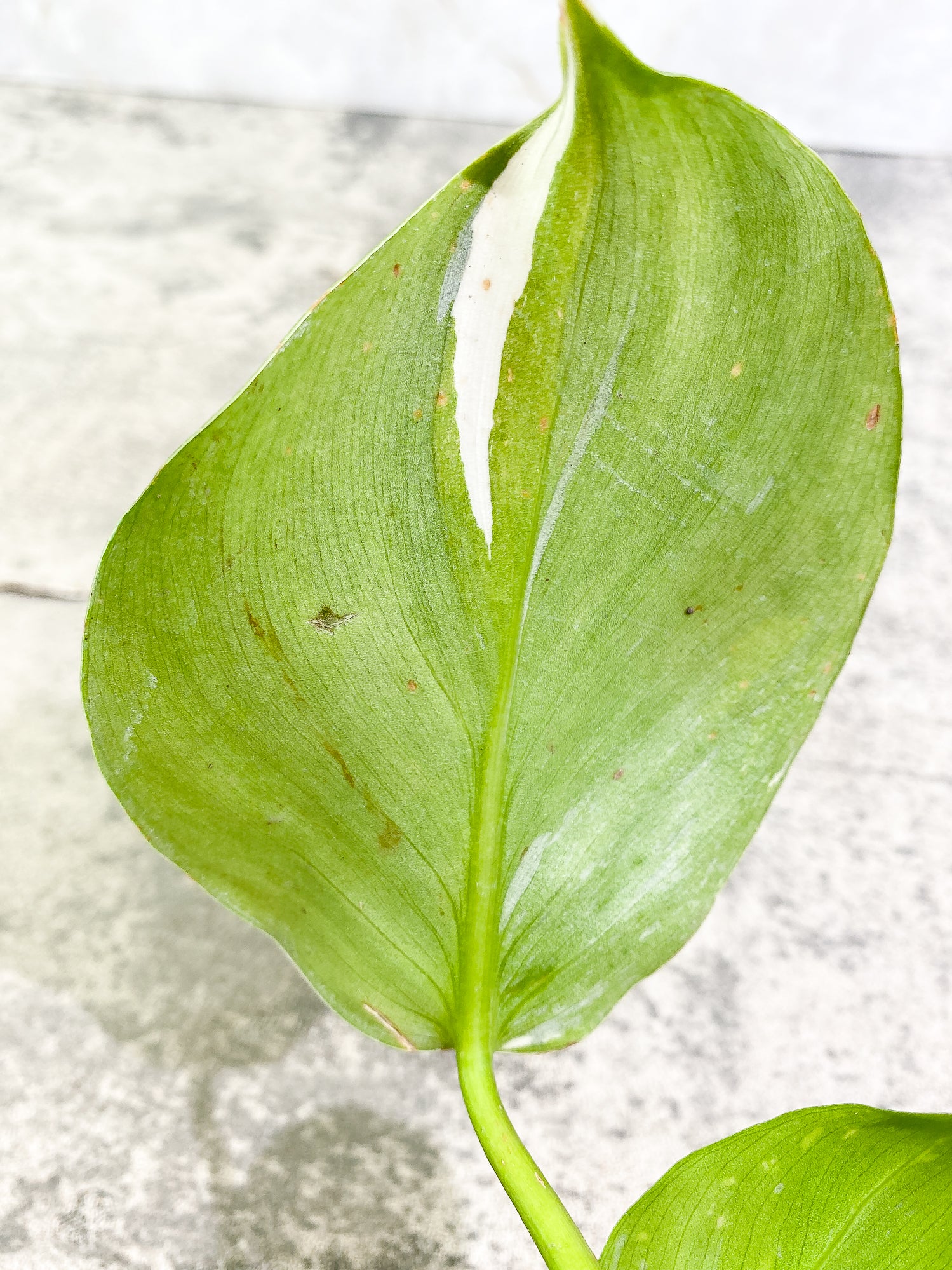 Philodendron White Wizard 2 leaves 1 sprout Rooting