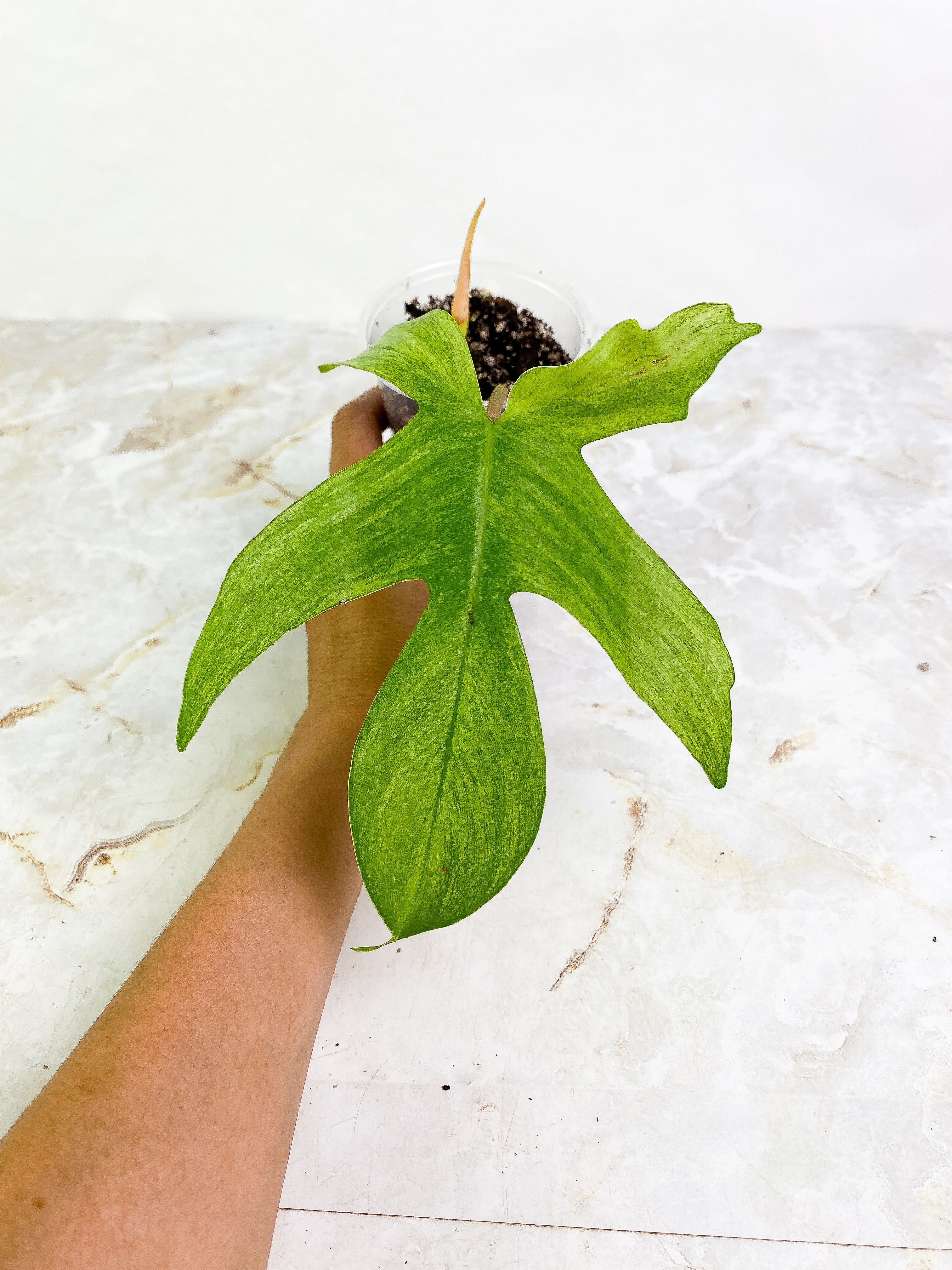 Philodendron ghost mint 1 leaf 1 sprout rooted