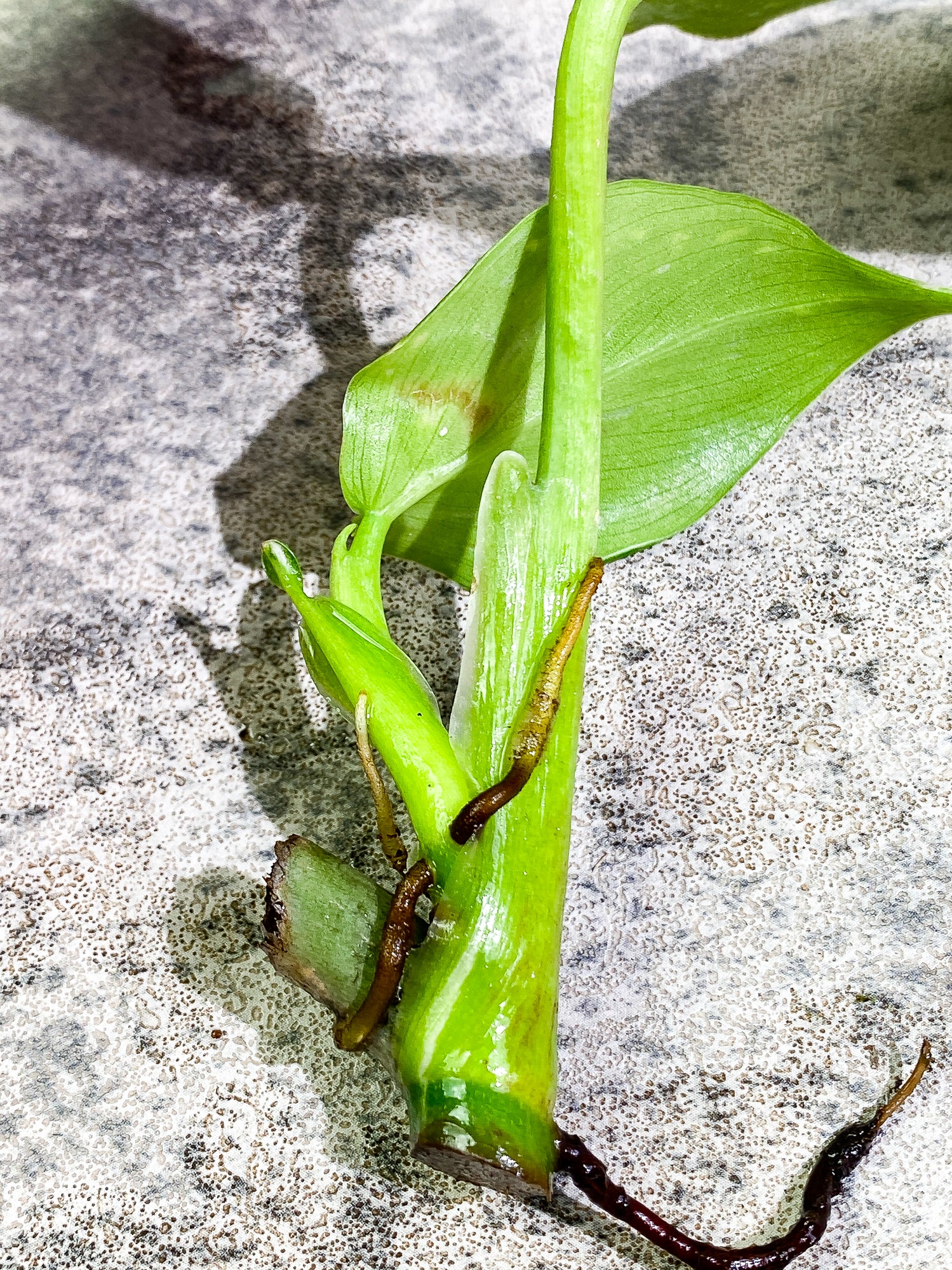 Philodendron White Wizard 2 leaves 1 sprout Rooting