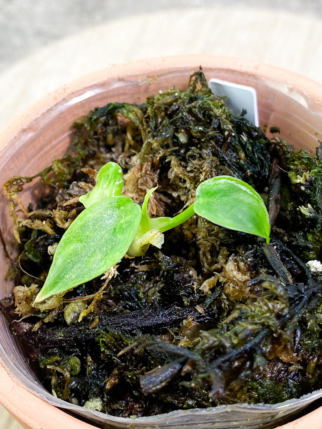 Philodendron Golden Dragon variegated narrow form 3 leaves 1 sprout rooted