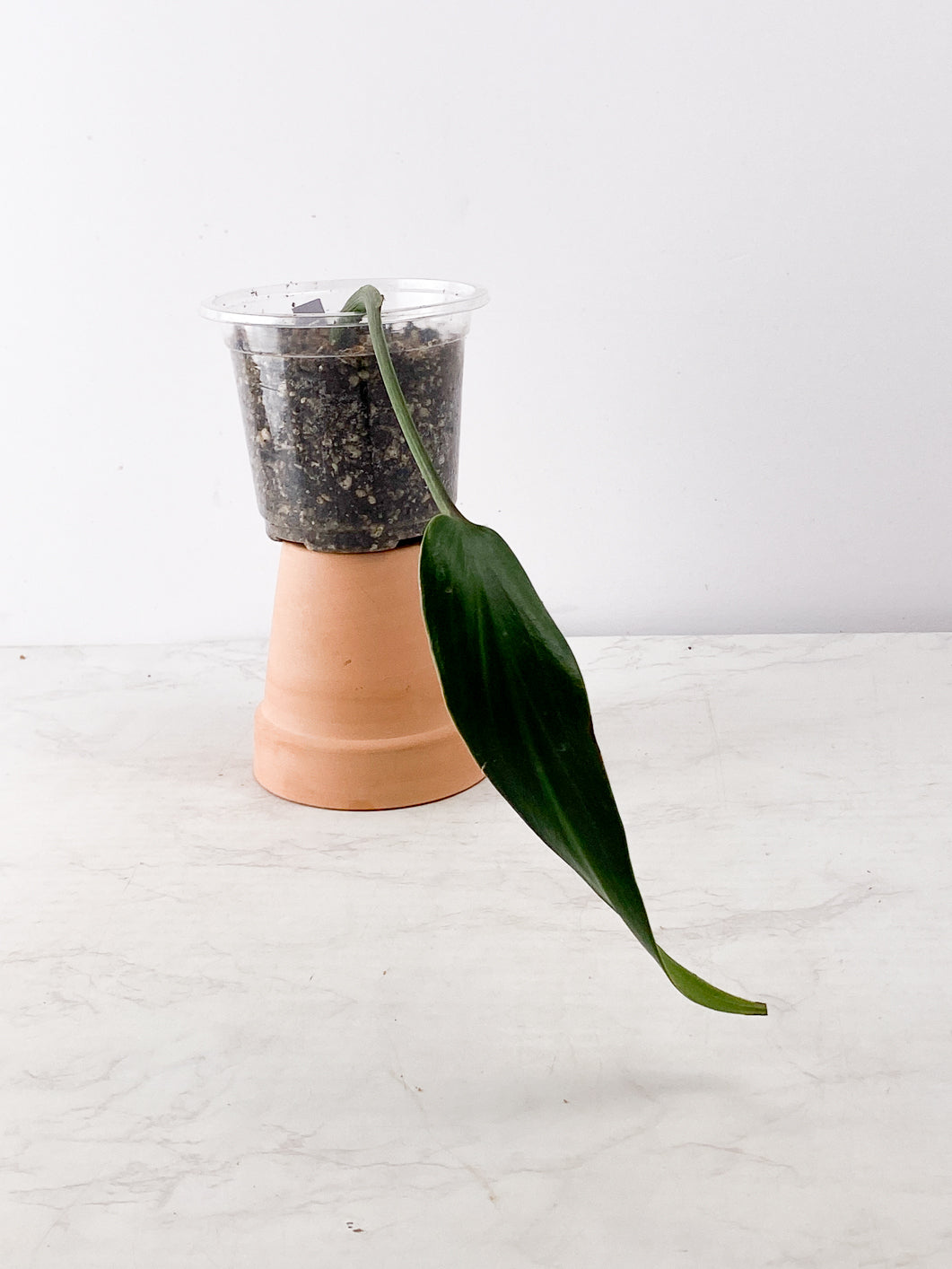 Private Sale: Monstera Burle Marx flame rooting 1 leaf 1 bud slightly rooted