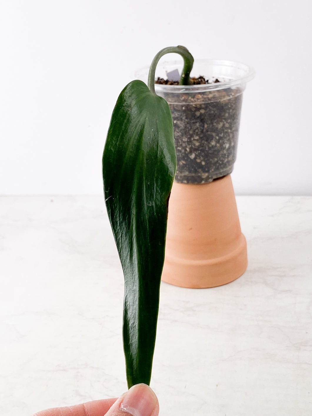 Private Sale: Monstera Burle Marx flame rooting 1 leaf 1 bud slightly rooted