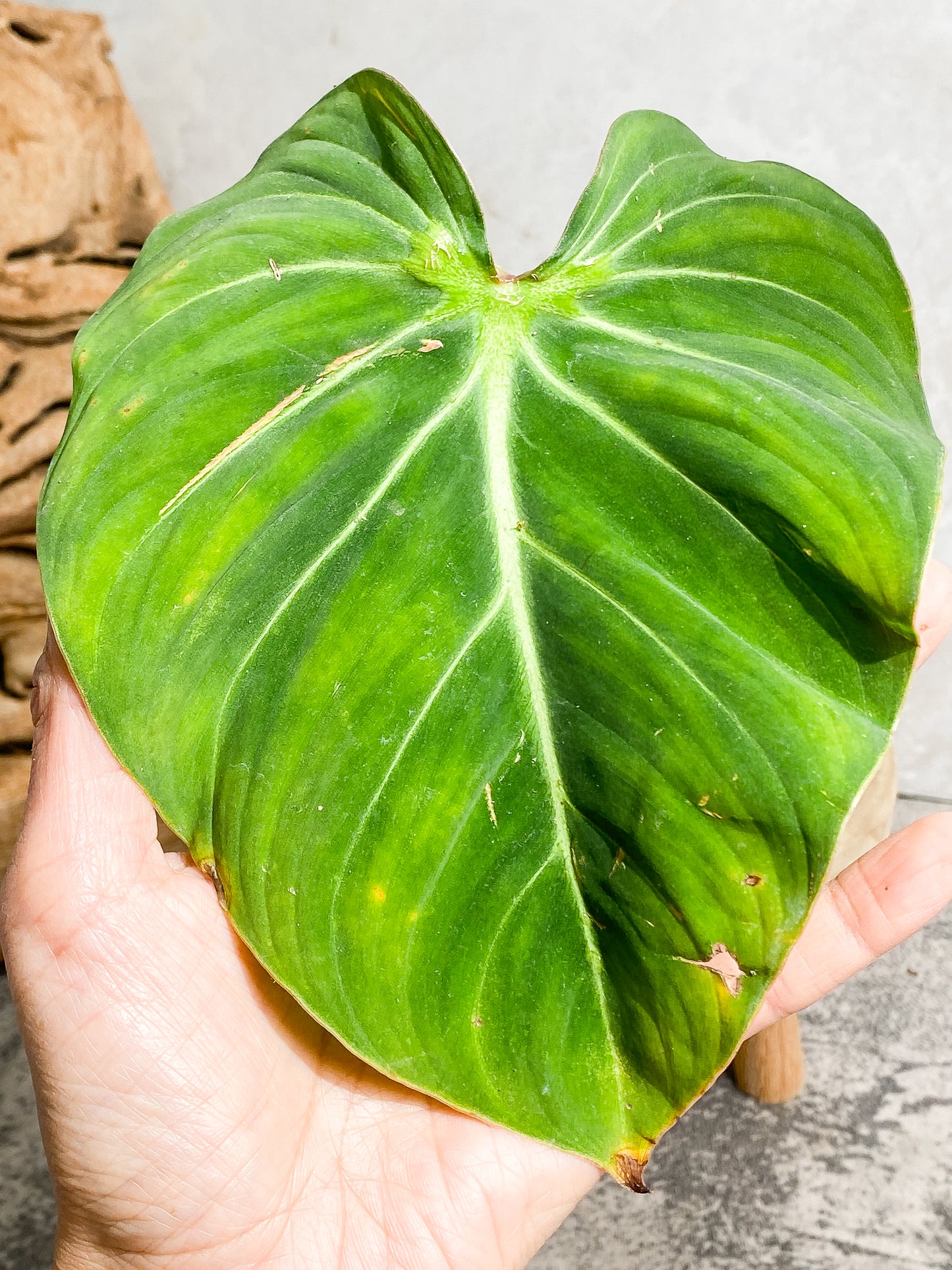 Philodendron Gloriosum cutting with 1 leaf 1 sprout  slightly rooted