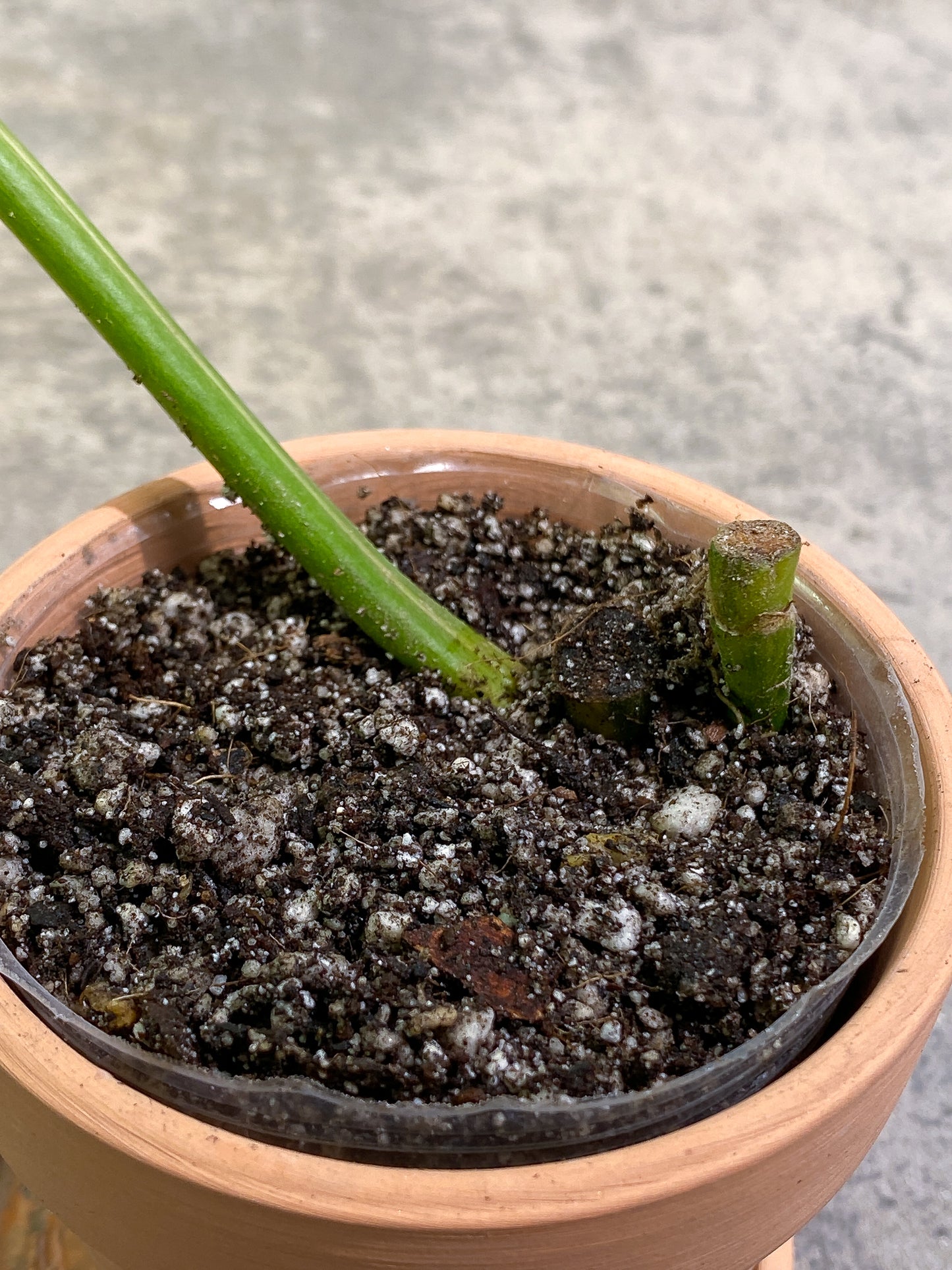 Philodendron Domesticum Variegated 1 leaf with 1extra growing bud rooted