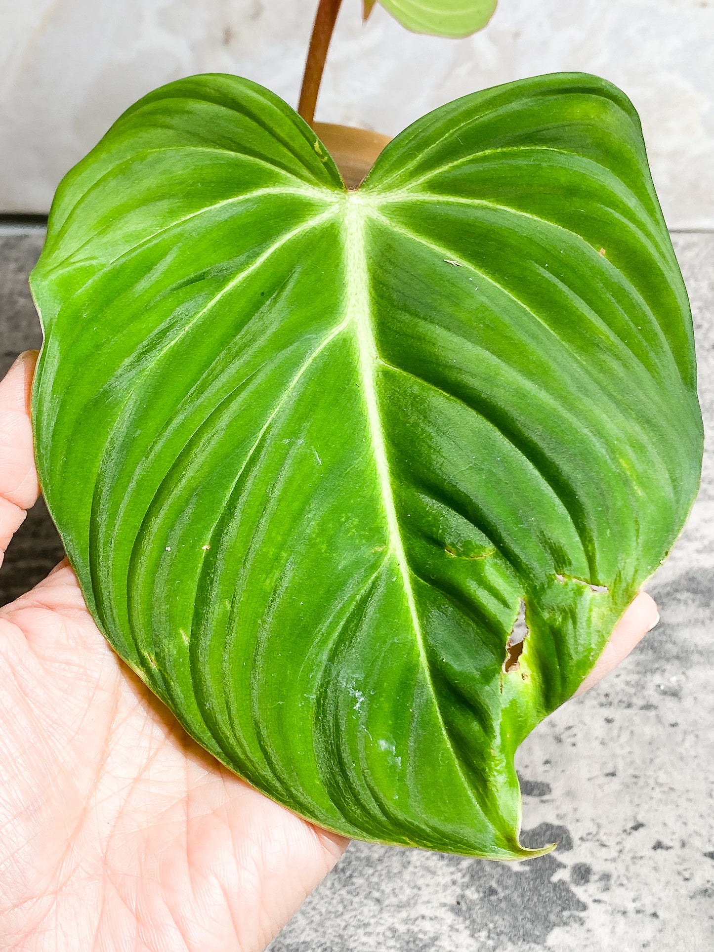 Philodendron  Gloriosum cutting with 2 leaves slightly rooted