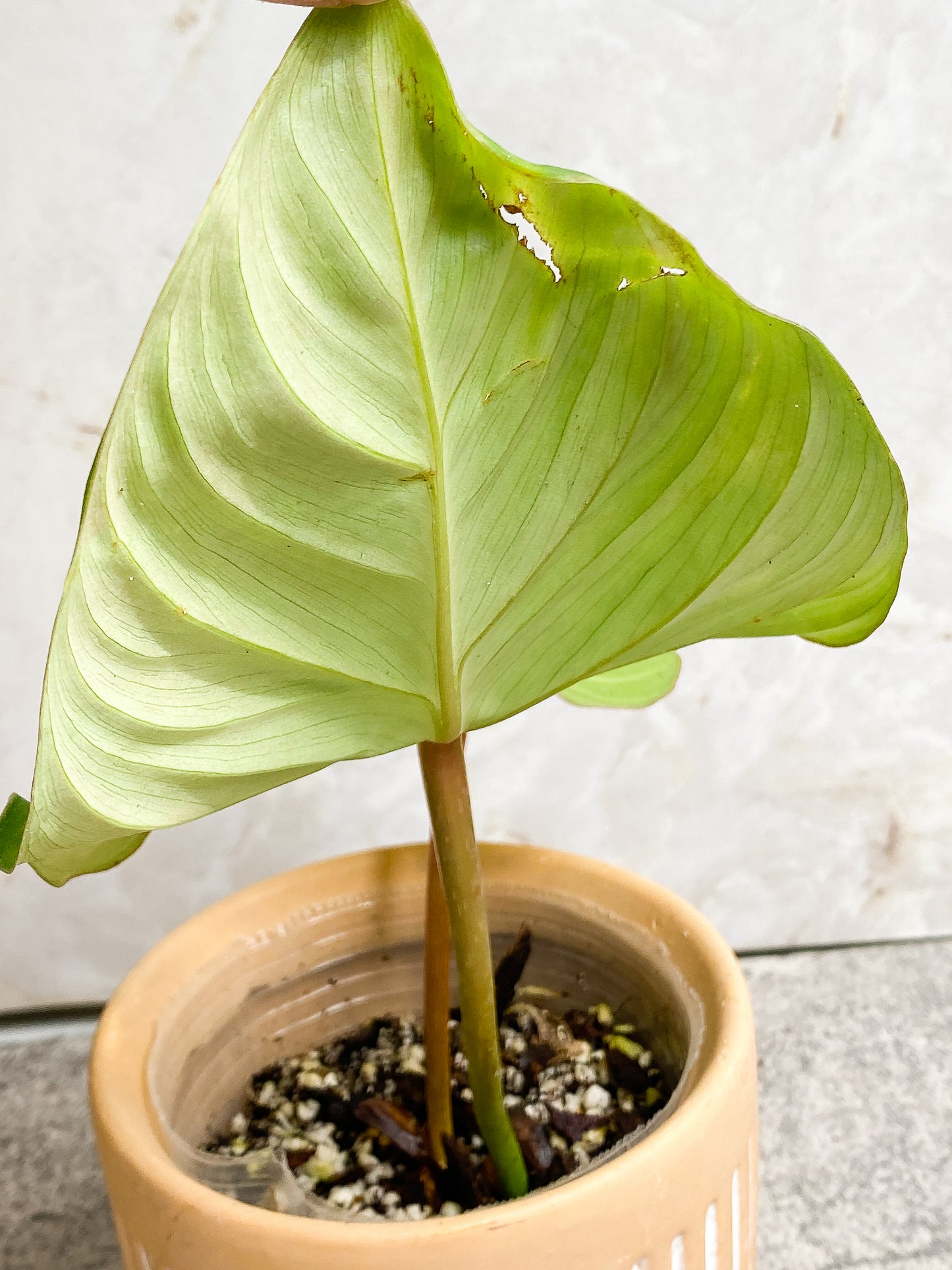 Philodendron  Gloriosum cutting with 2 leaves slightly rooted