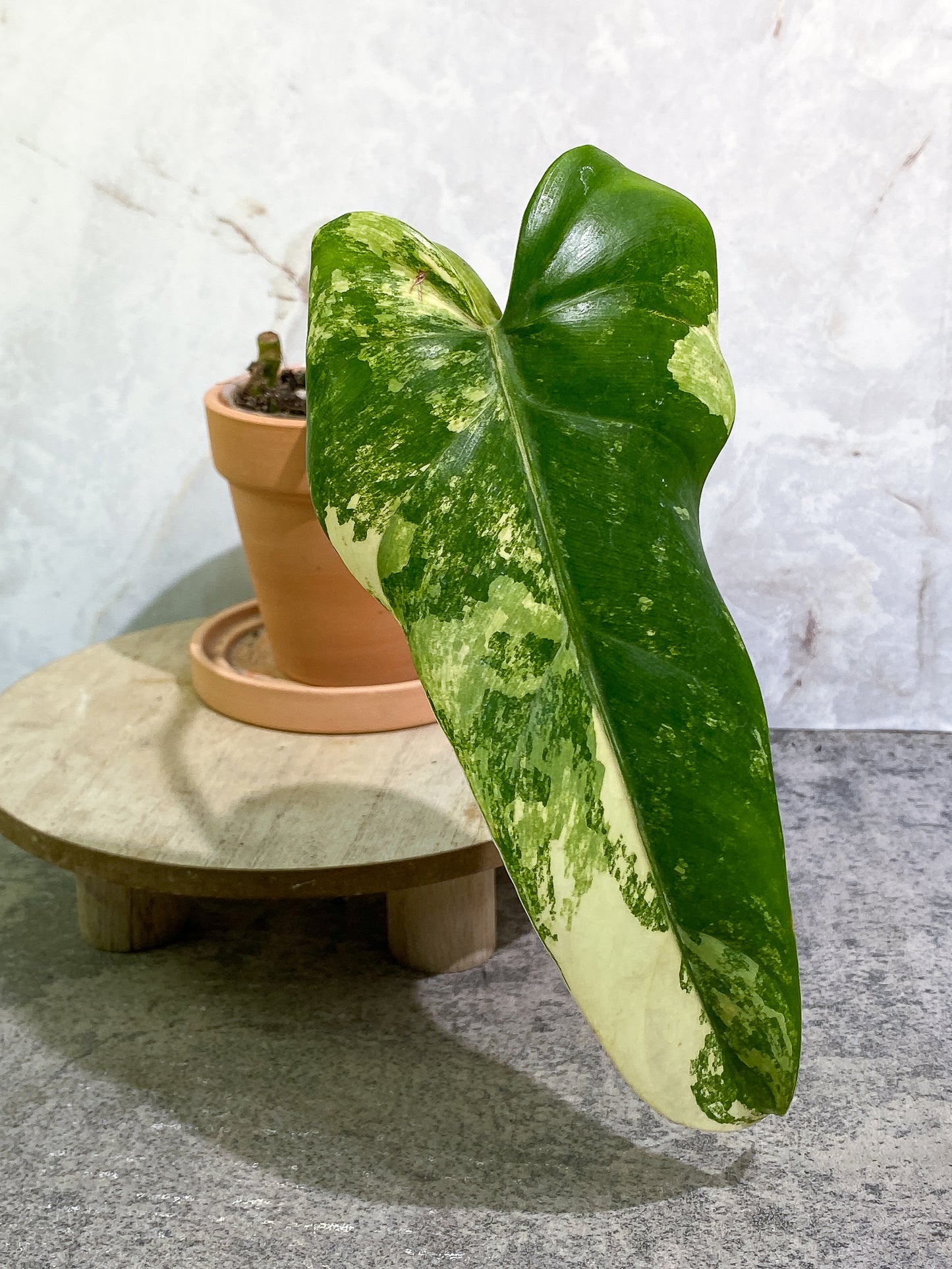 Philodendron Domesticum Variegated 1 leaf with 1extra growing bud rooted