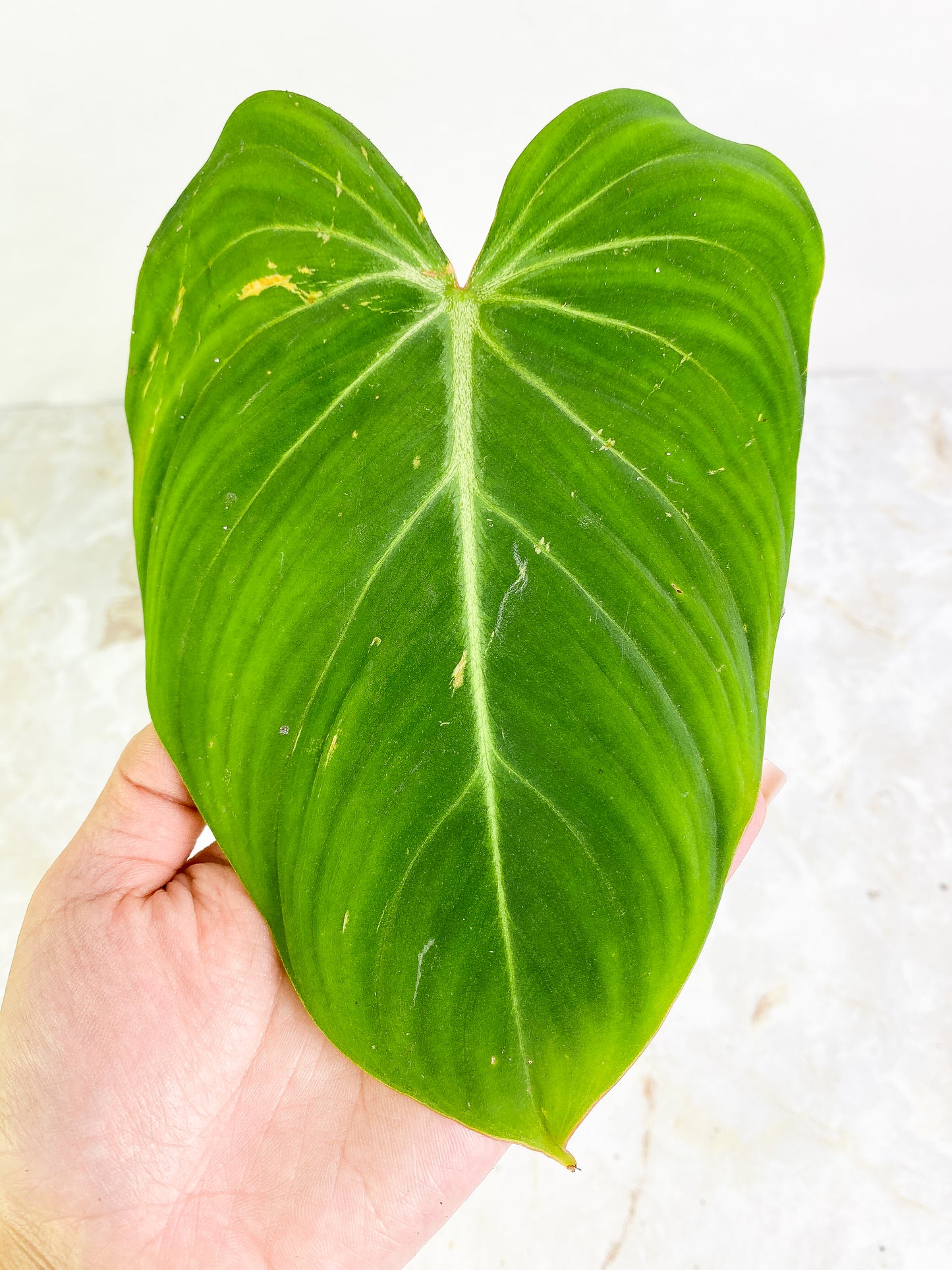 Philodendron gloriosum 1 leaf 1 sprout rooted