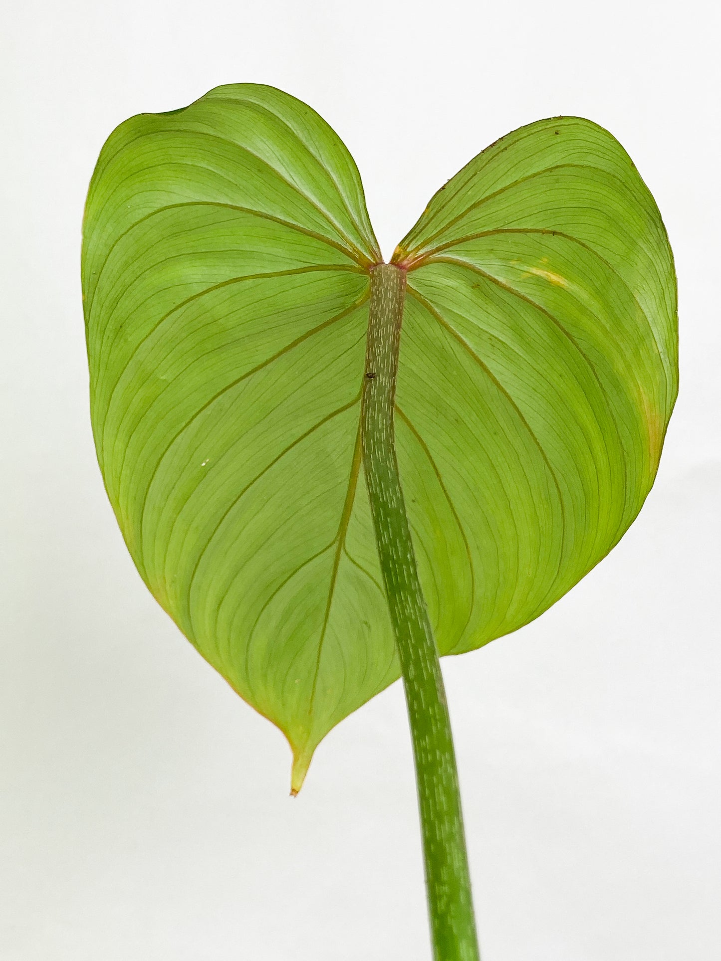 Philodendron gloriosum 1 leaf 1 sprout rooted