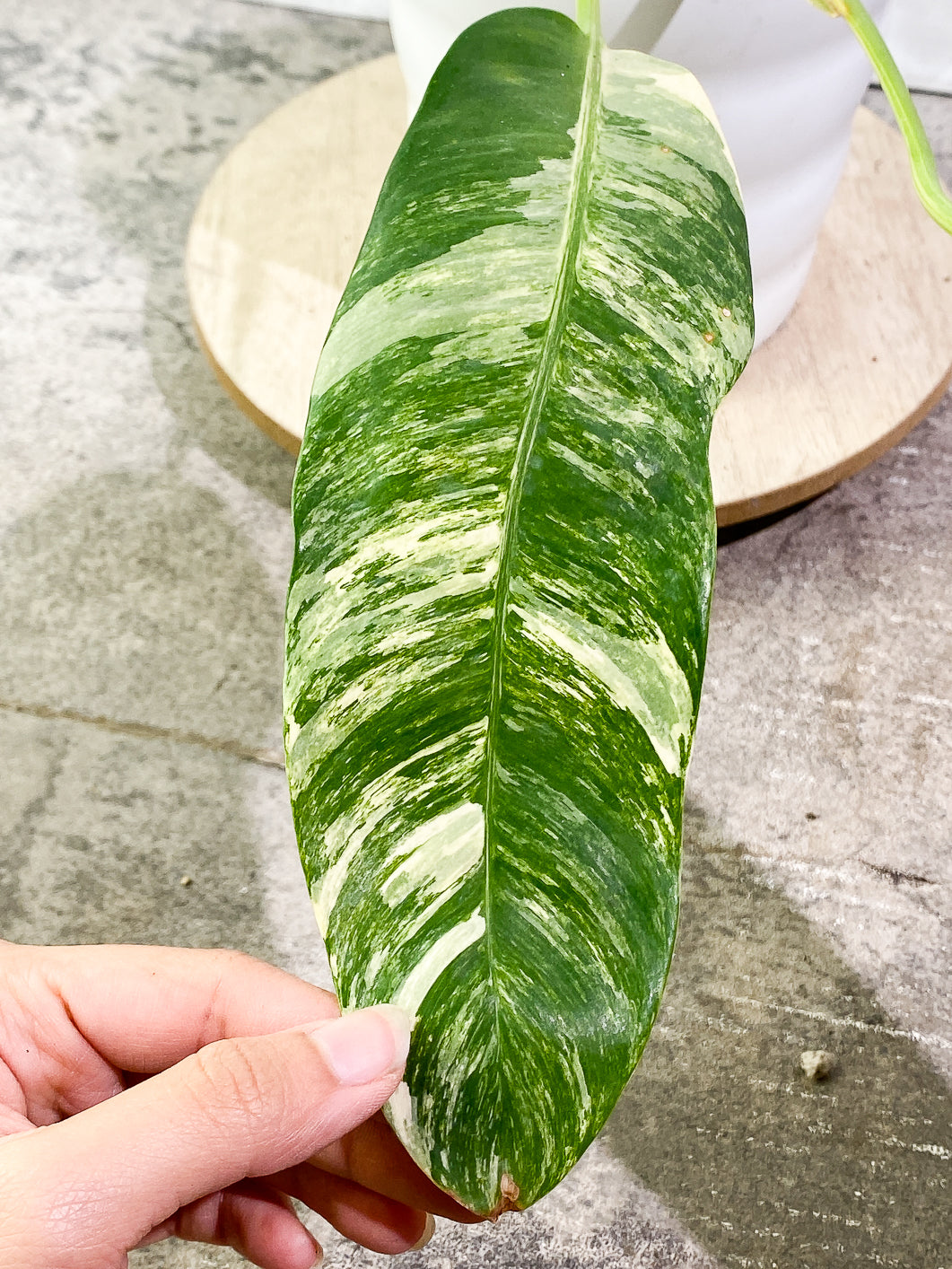 Epipremnum Giganteum variegated 2 leaves rooted