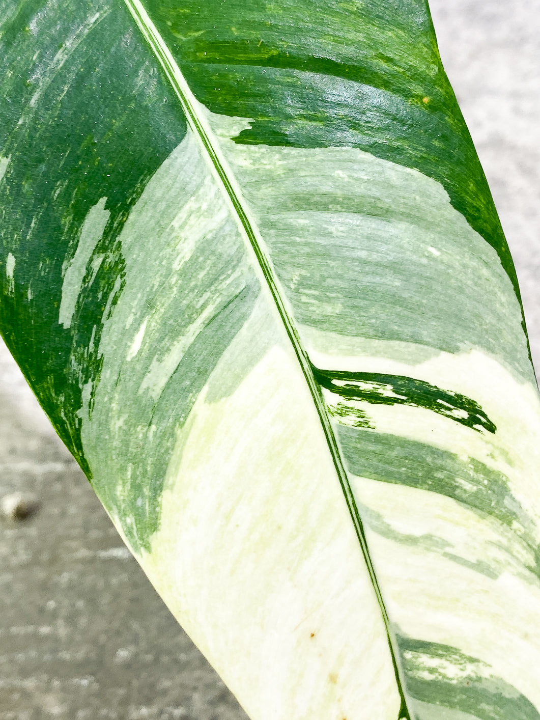 Epipremnum Giganteum variegated 2 leaves rooted