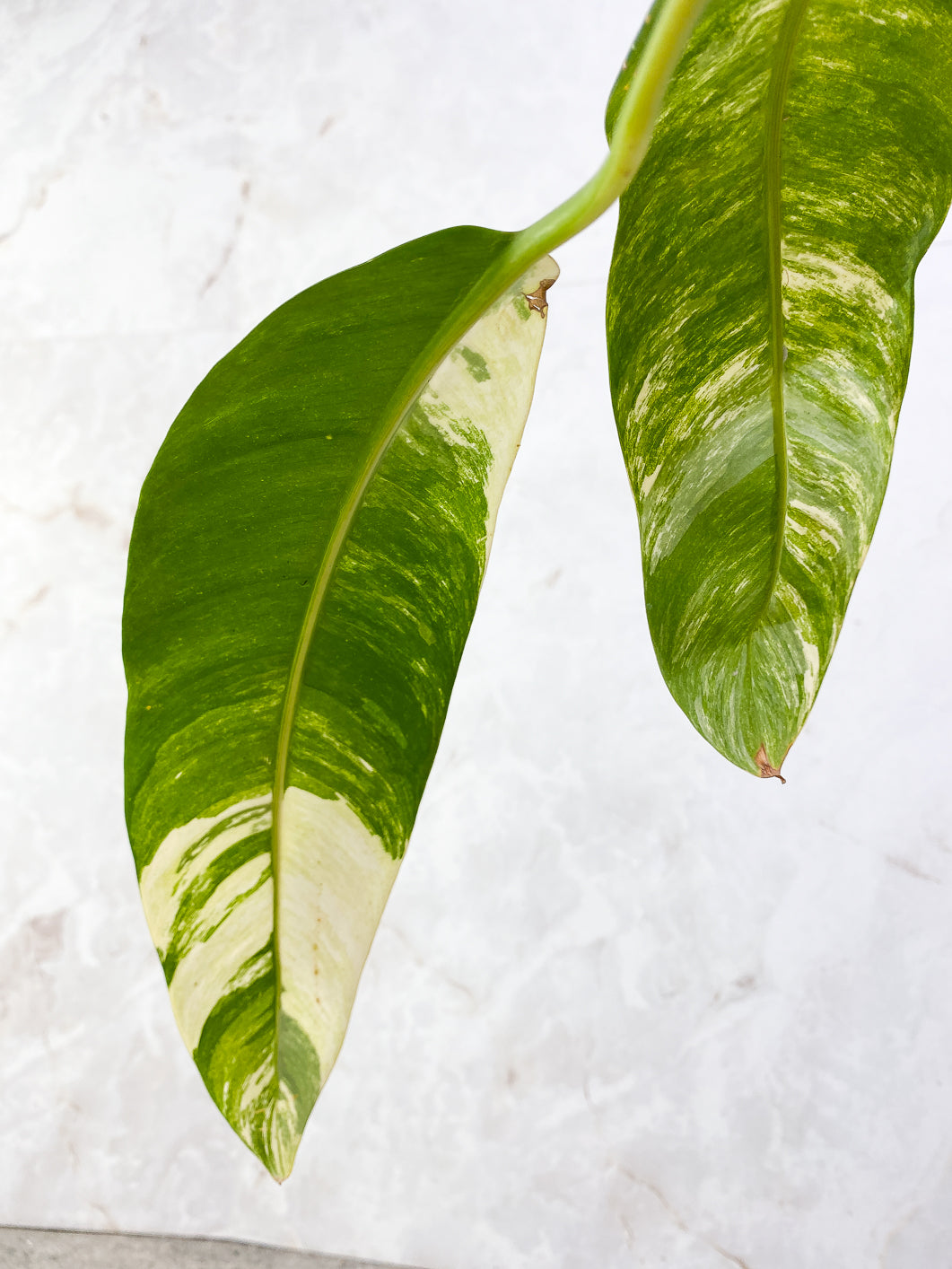 Epipremnum Giganteum variegated 2 leaves rooted