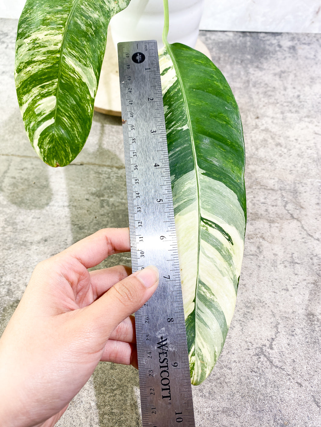 Epipremnum Giganteum variegated 2 leaves rooted