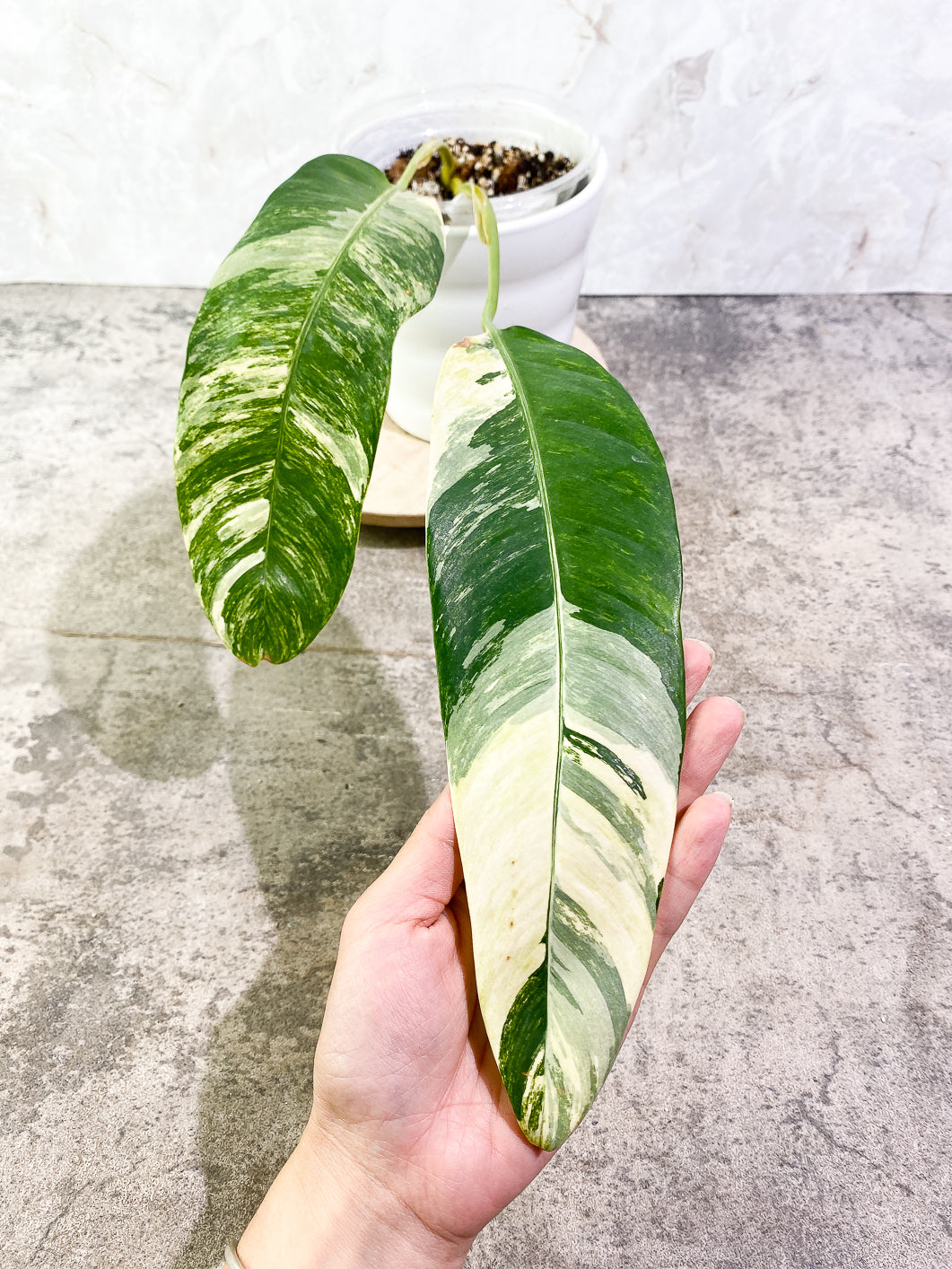 Epipremnum Giganteum variegated 2 leaves rooted