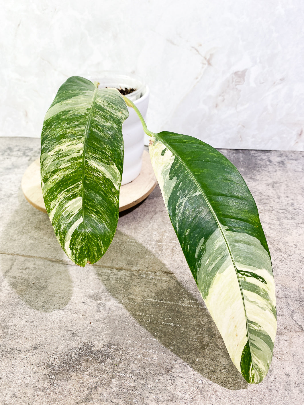 Epipremnum Giganteum variegated 2 leaves rooted