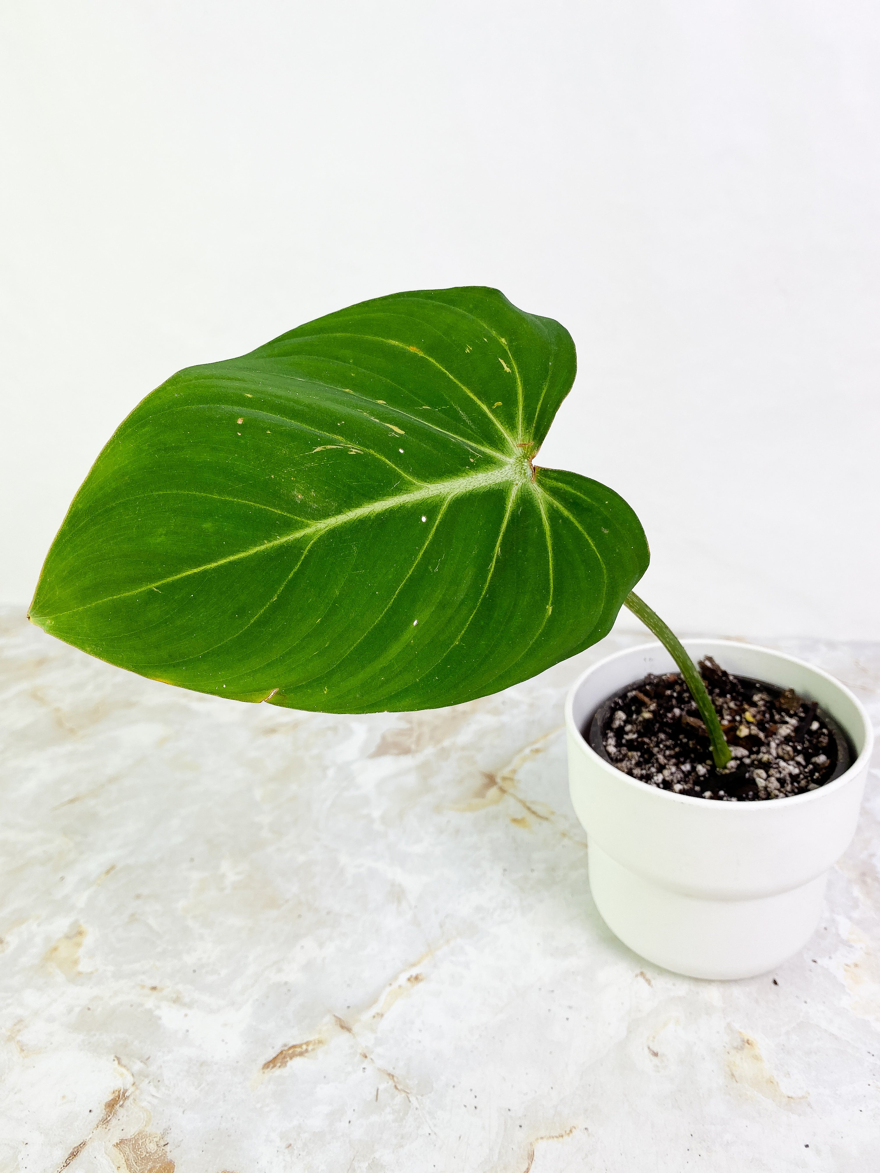 Philodendron  Gloriosum  1 leaf 1 sprout rooted