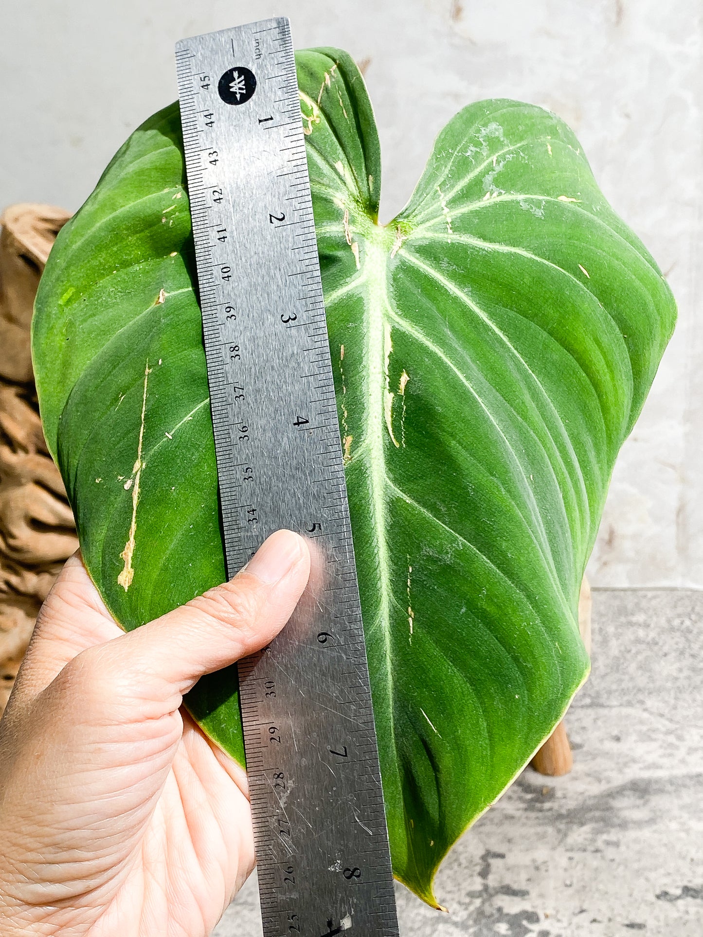 Philodendron  Gloriosum cutting with 1 leaf and 1 unfurling leaf rooting.