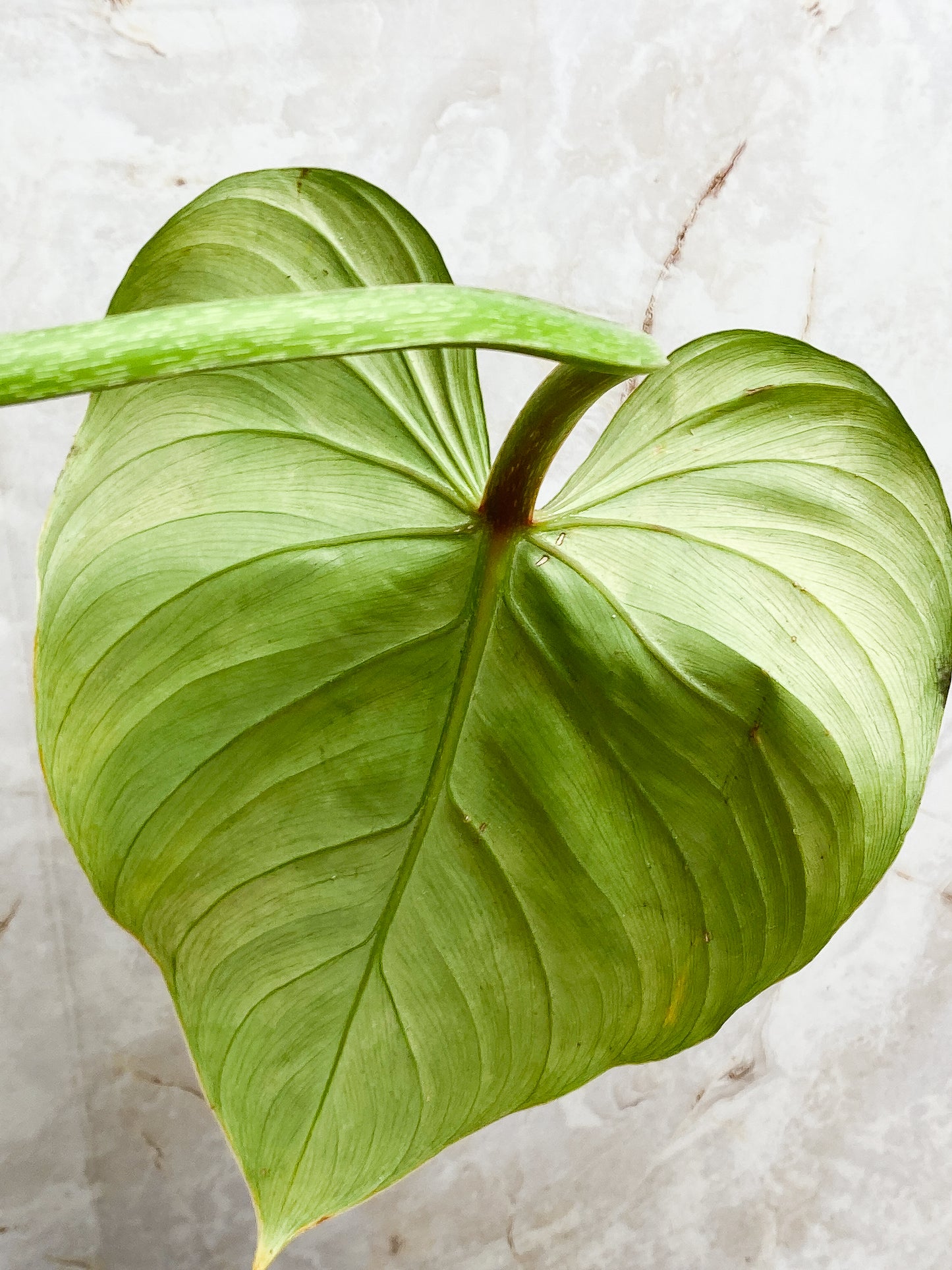 Philodendron  Gloriosum cutting with 1 leaf and 1 unfurling leaf rooting.