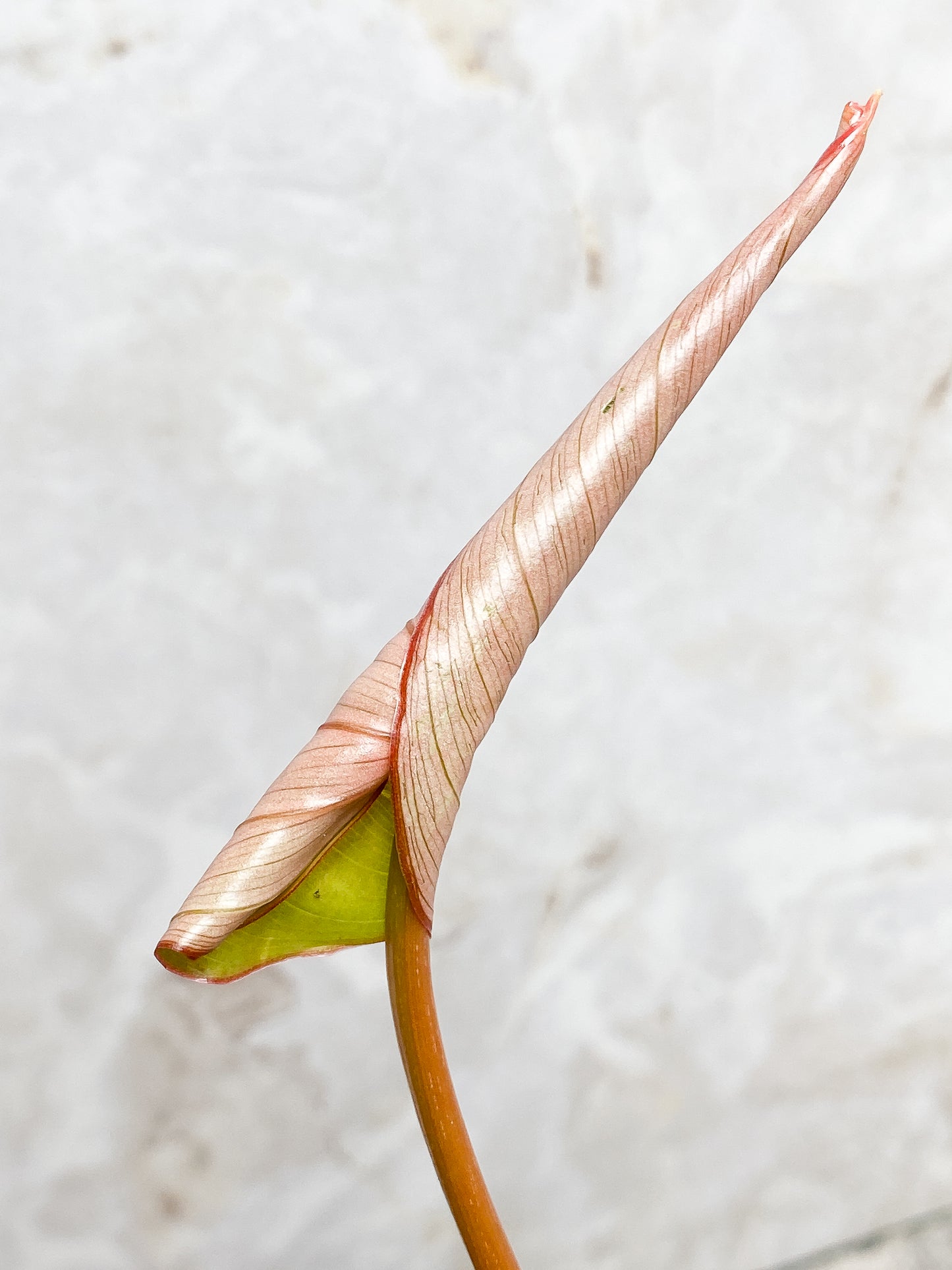 Philodendron  Gloriosum cutting with 1 leaf and 1 unfurling leaf rooting.