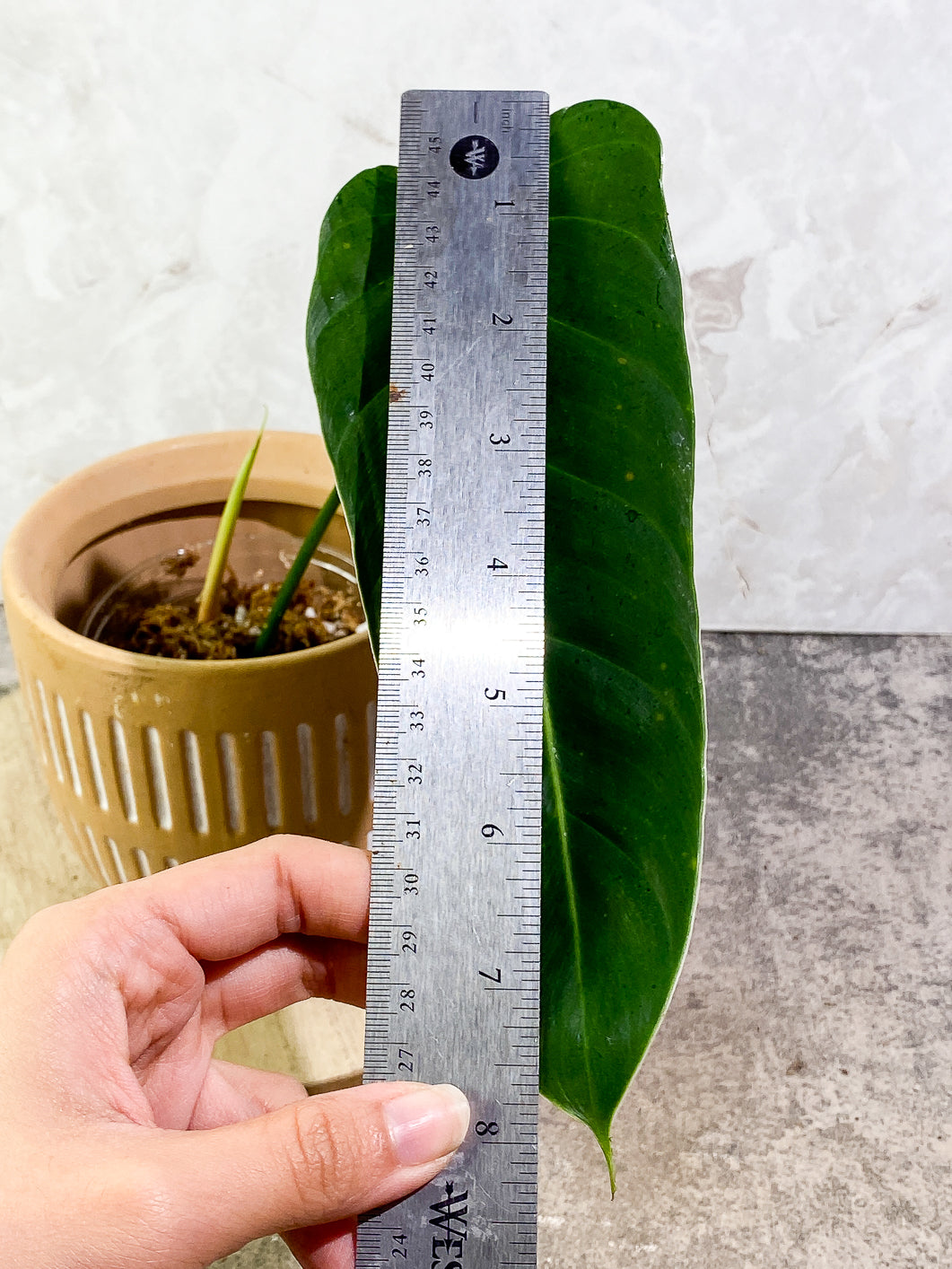 Philodendron esmeraldense narrow Top Cutting 1 leaf 1 sprout slightly rooted