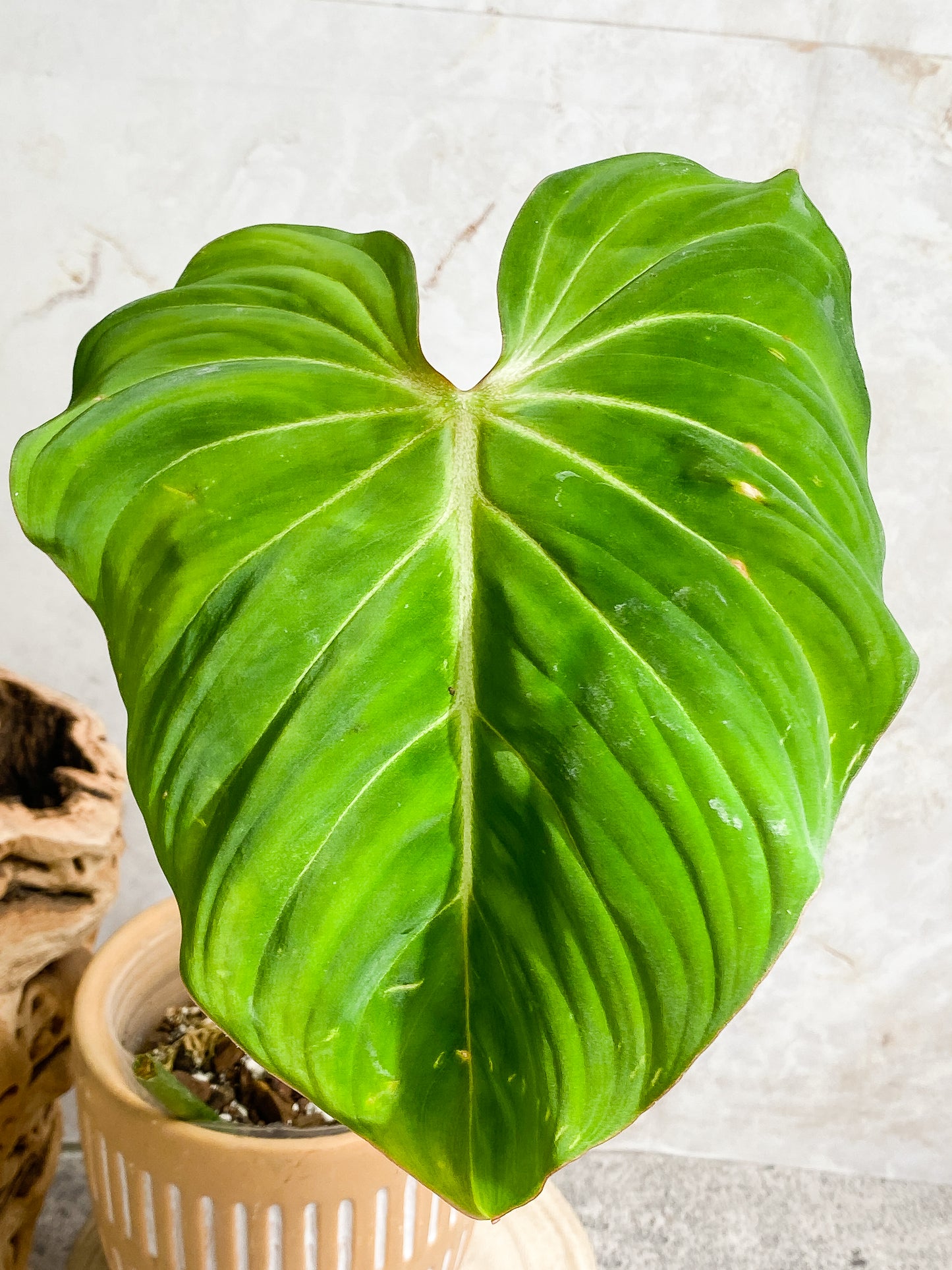 Philodendron Gloriosum cutting with 1 leaf & 1 sprout rooted