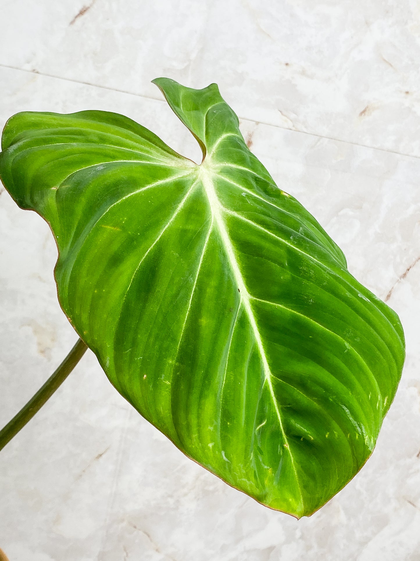 Philodendron Gloriosum cutting with 1 leaf & 1 sprout rooted