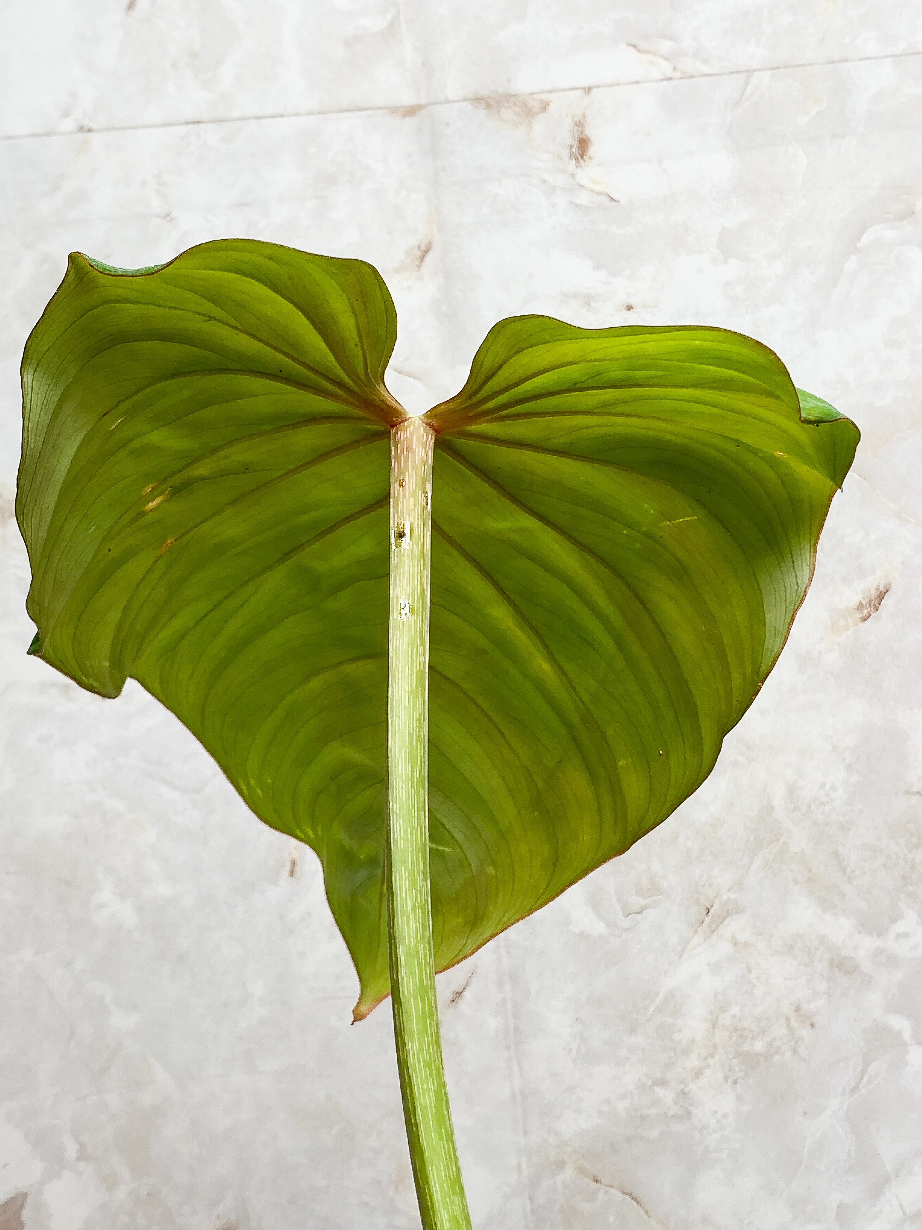 Philodendron Gloriosum cutting with 1 leaf & 1 sprout rooted