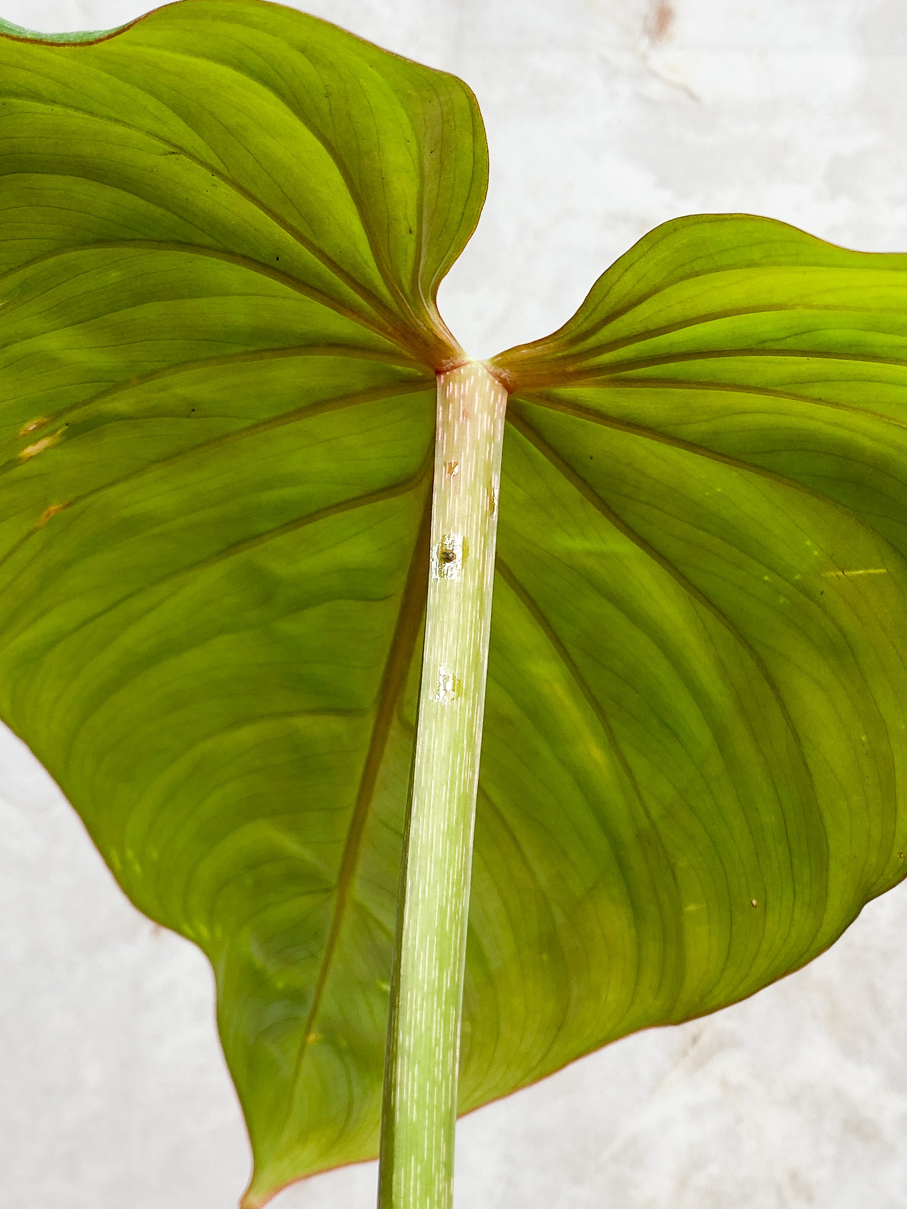 Philodendron Gloriosum cutting with 1 leaf & 1 sprout rooted