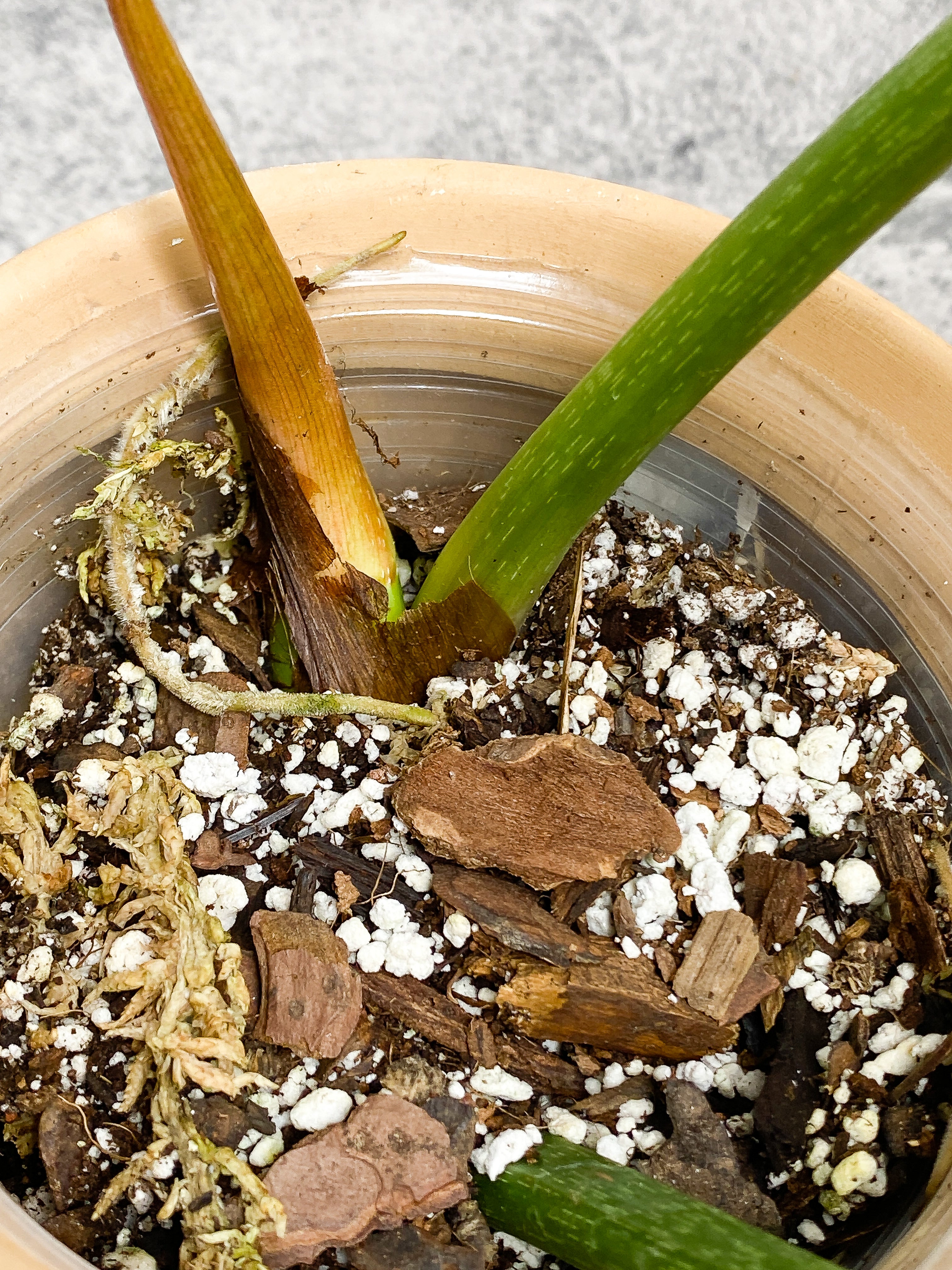 Philodendron Gloriosum cutting with 1 leaf & 1 sprout rooted