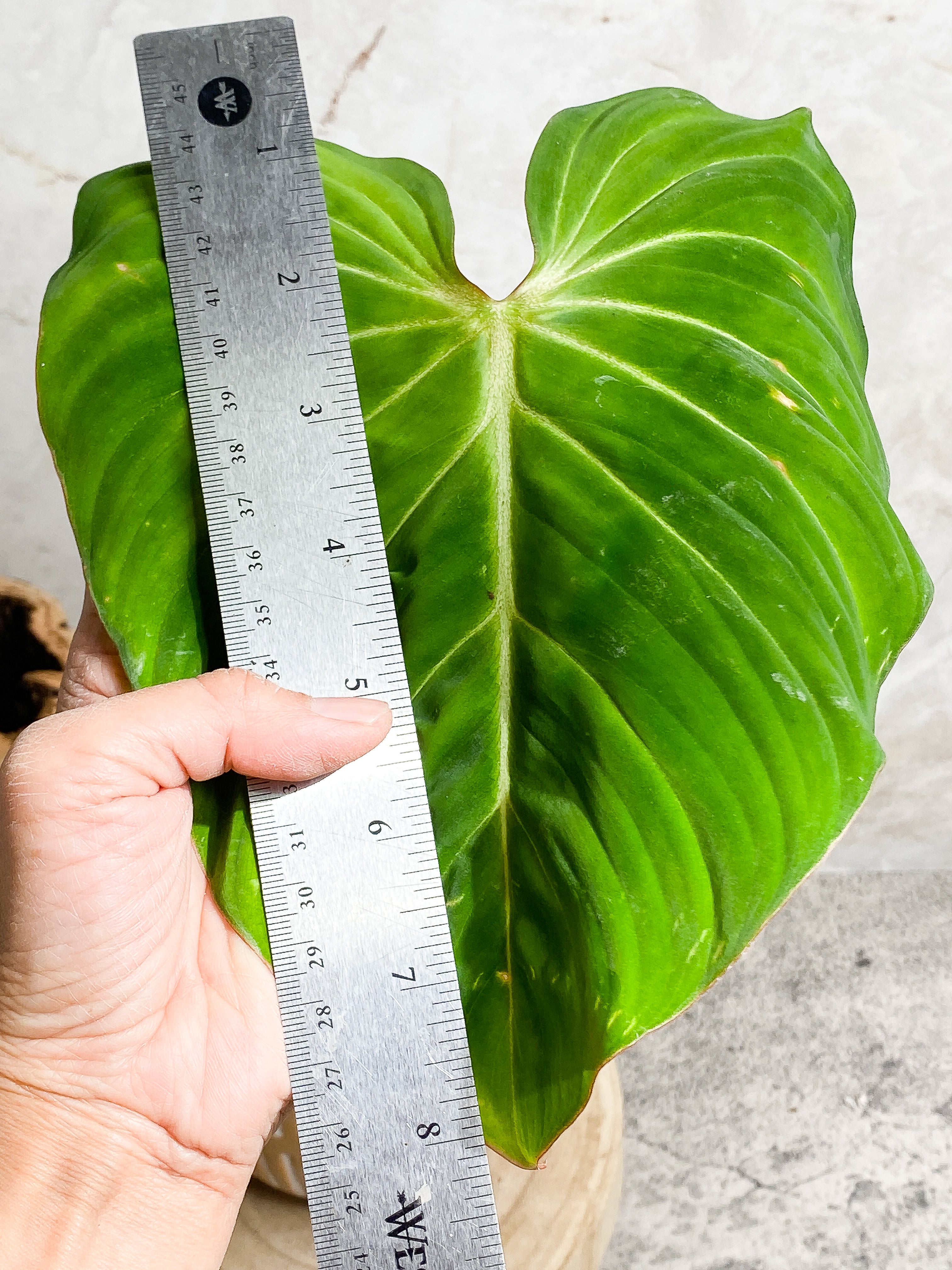 Philodendron Gloriosum cutting with 1 leaf & 1 sprout rooted