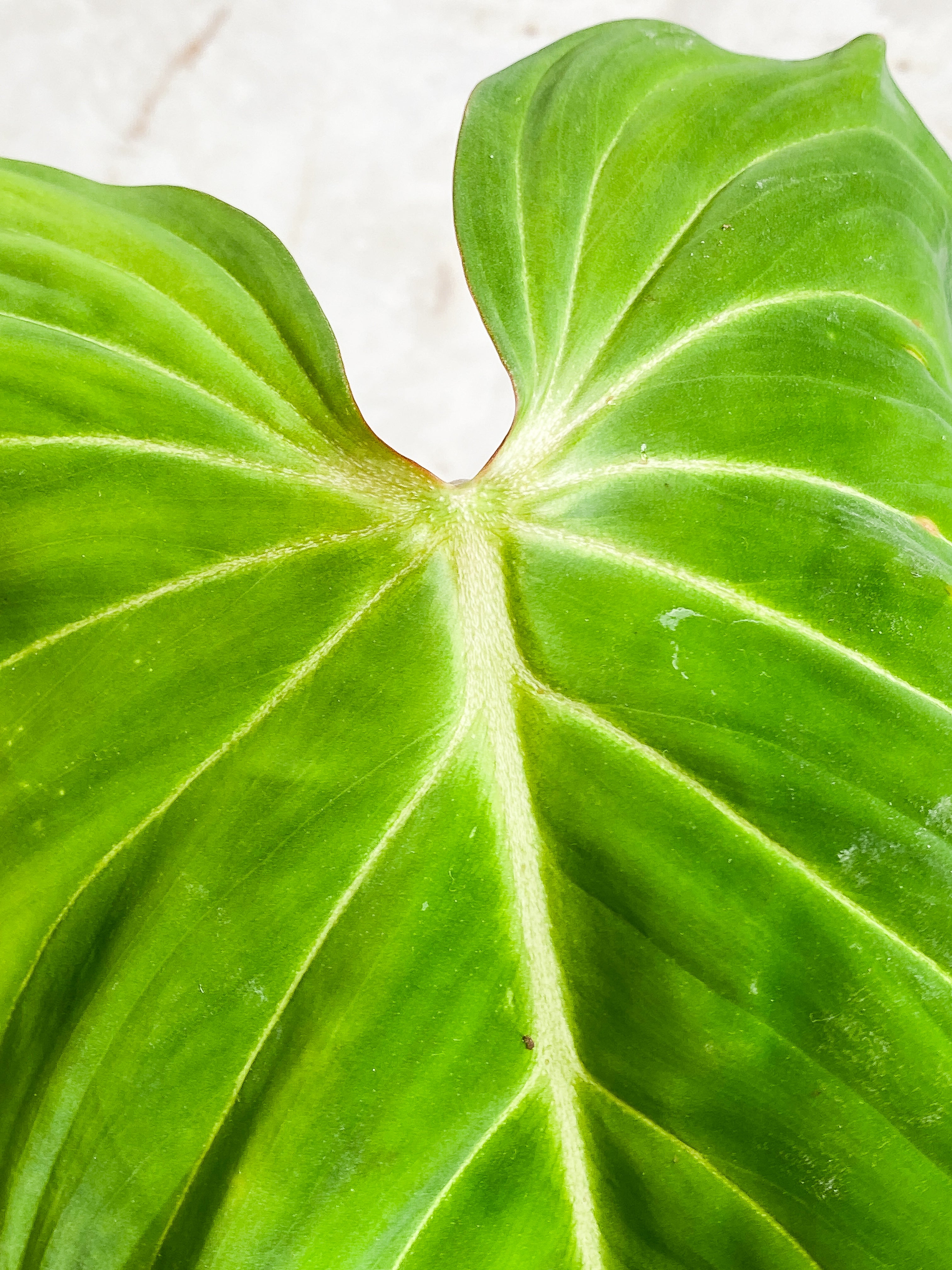 Philodendron Gloriosum cutting with 1 leaf & 1 sprout rooted