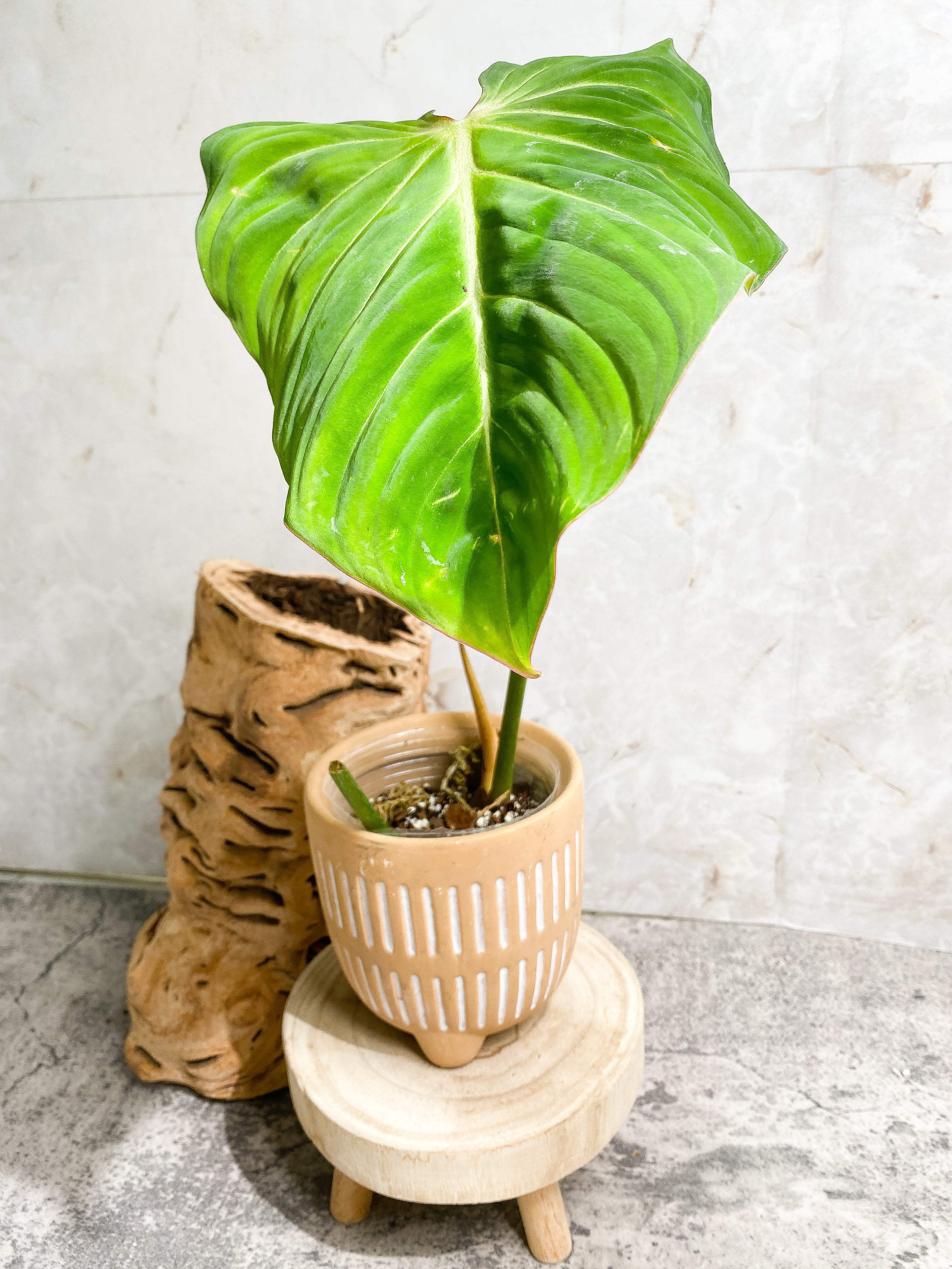 Philodendron Gloriosum cutting with 1 leaf & 1 sprout rooted