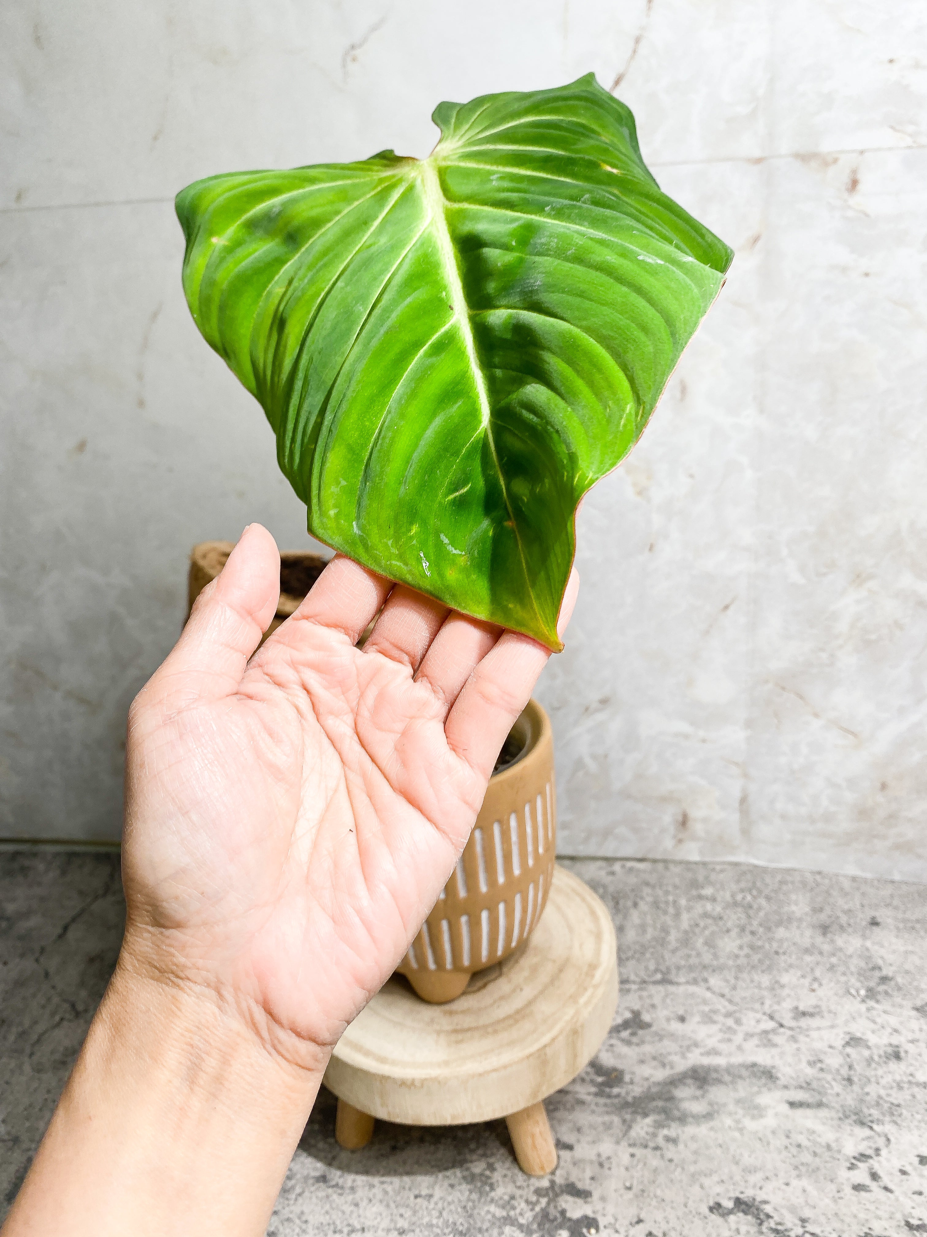 Philodendron Gloriosum cutting with 1 leaf & 1 sprout rooted