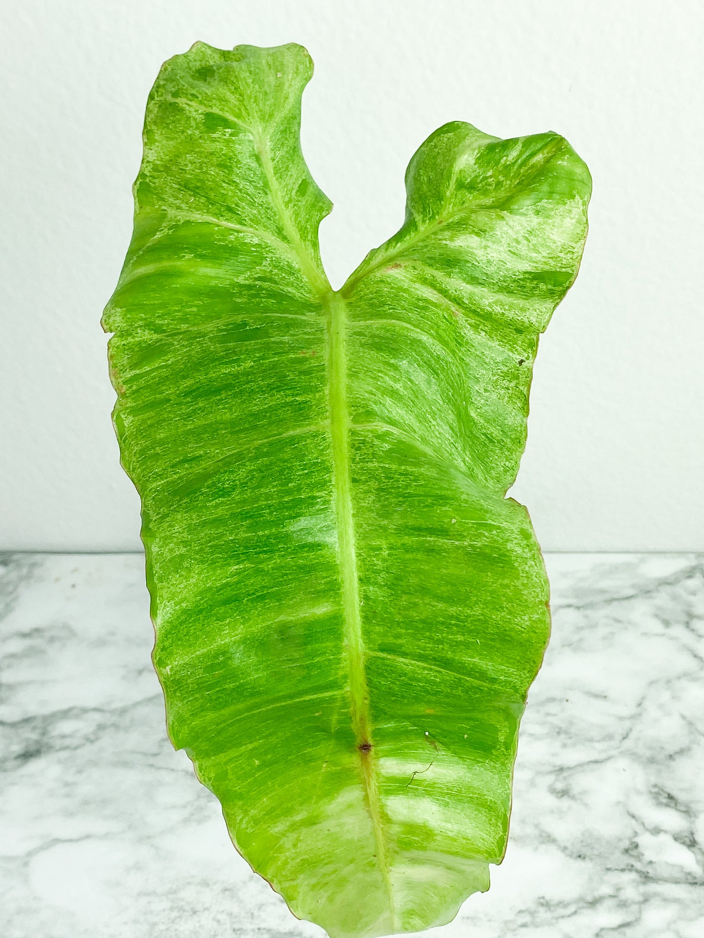 Philodendron Paraiso Verde 1 huge leaf (14" Long) and 1 new sprout. Top cutting