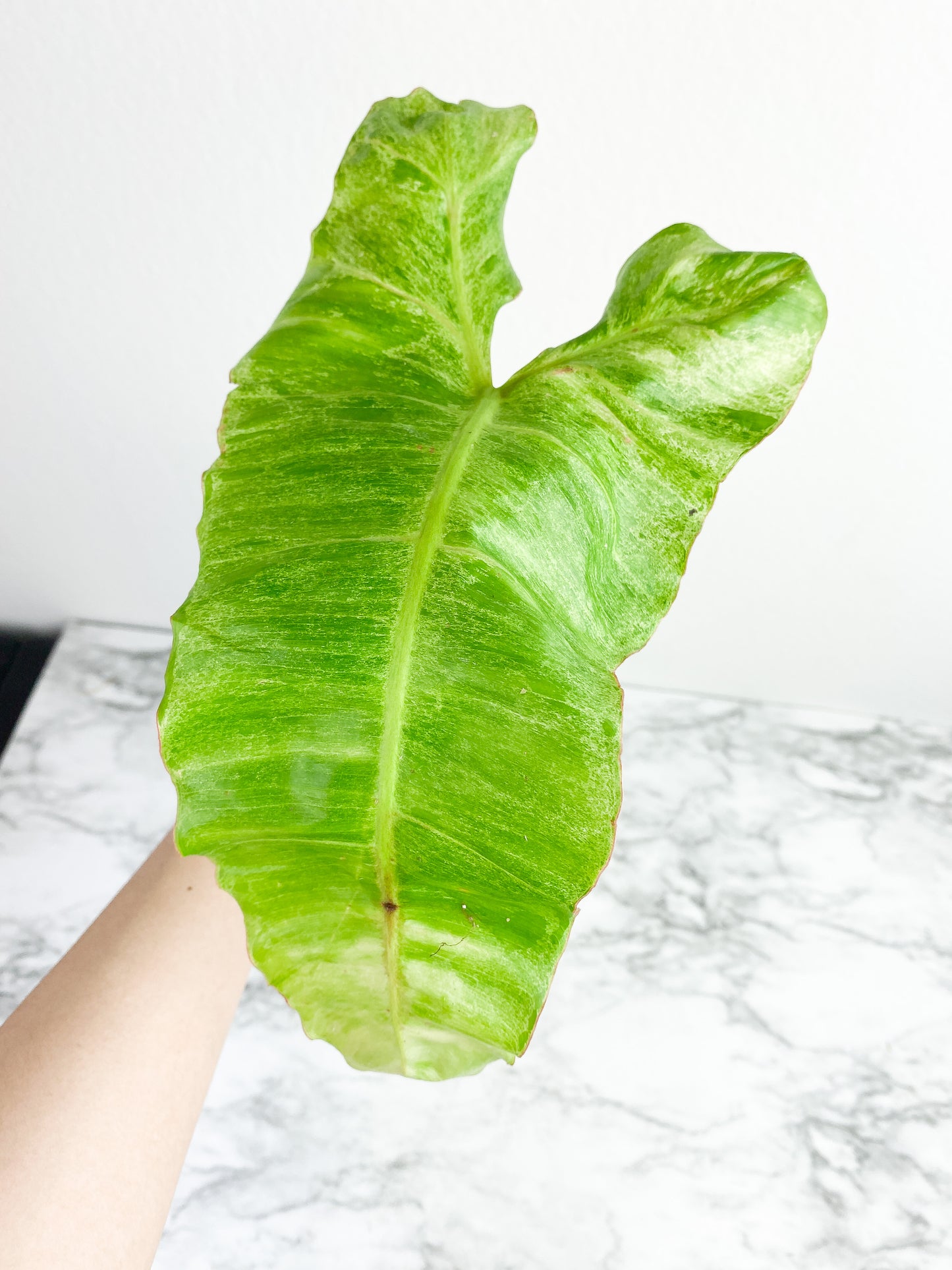 Philodendron Paraiso Verde 1 huge leaf (14" Long) and 1 new sprout. Top cutting