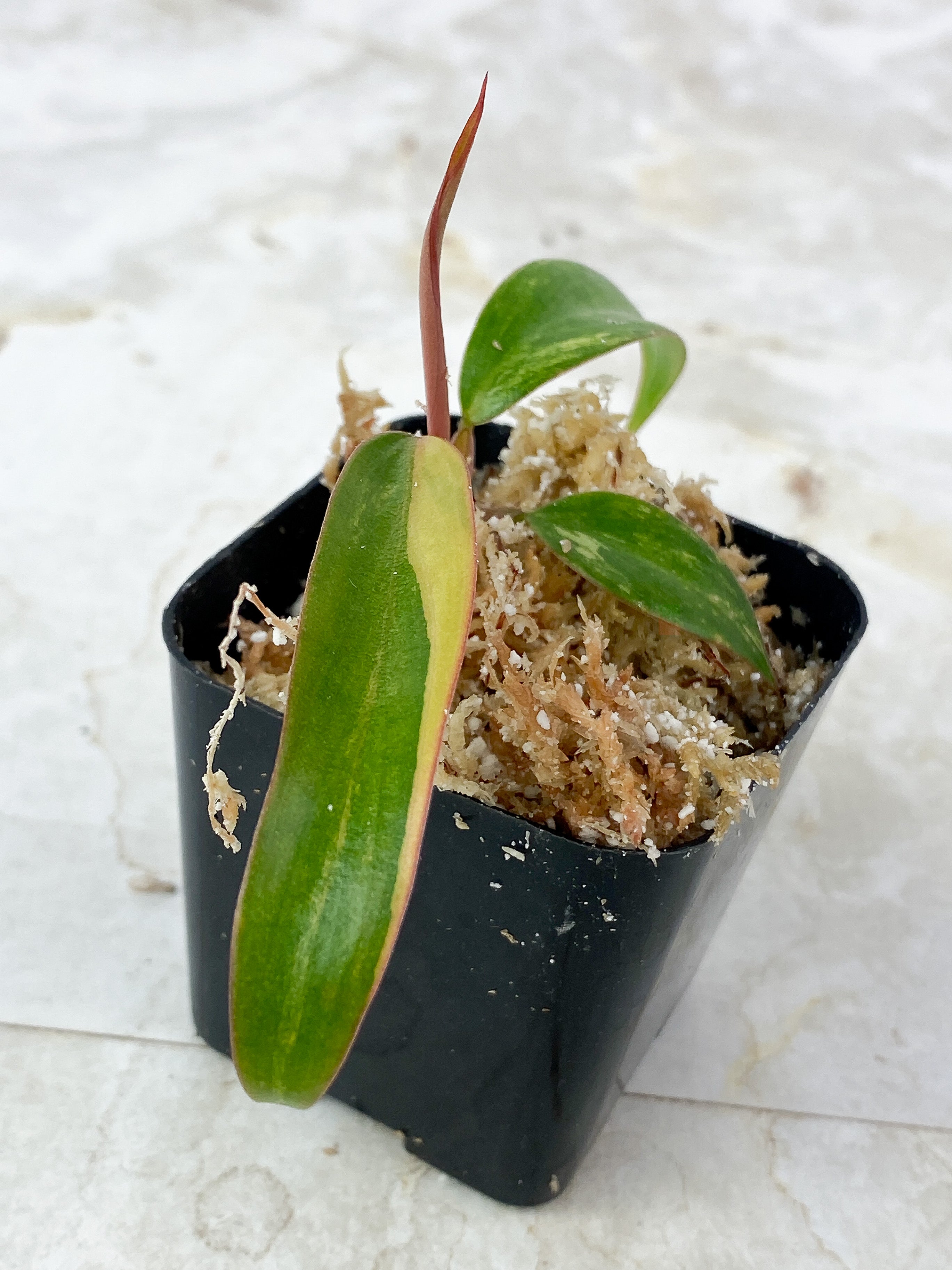 Philodendron Strawberry Shake Rooting 4 leaves Half moon