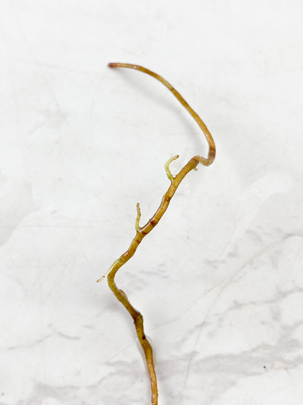Philodendron Melanochrysum  variegated  Rooting node 1 sprout