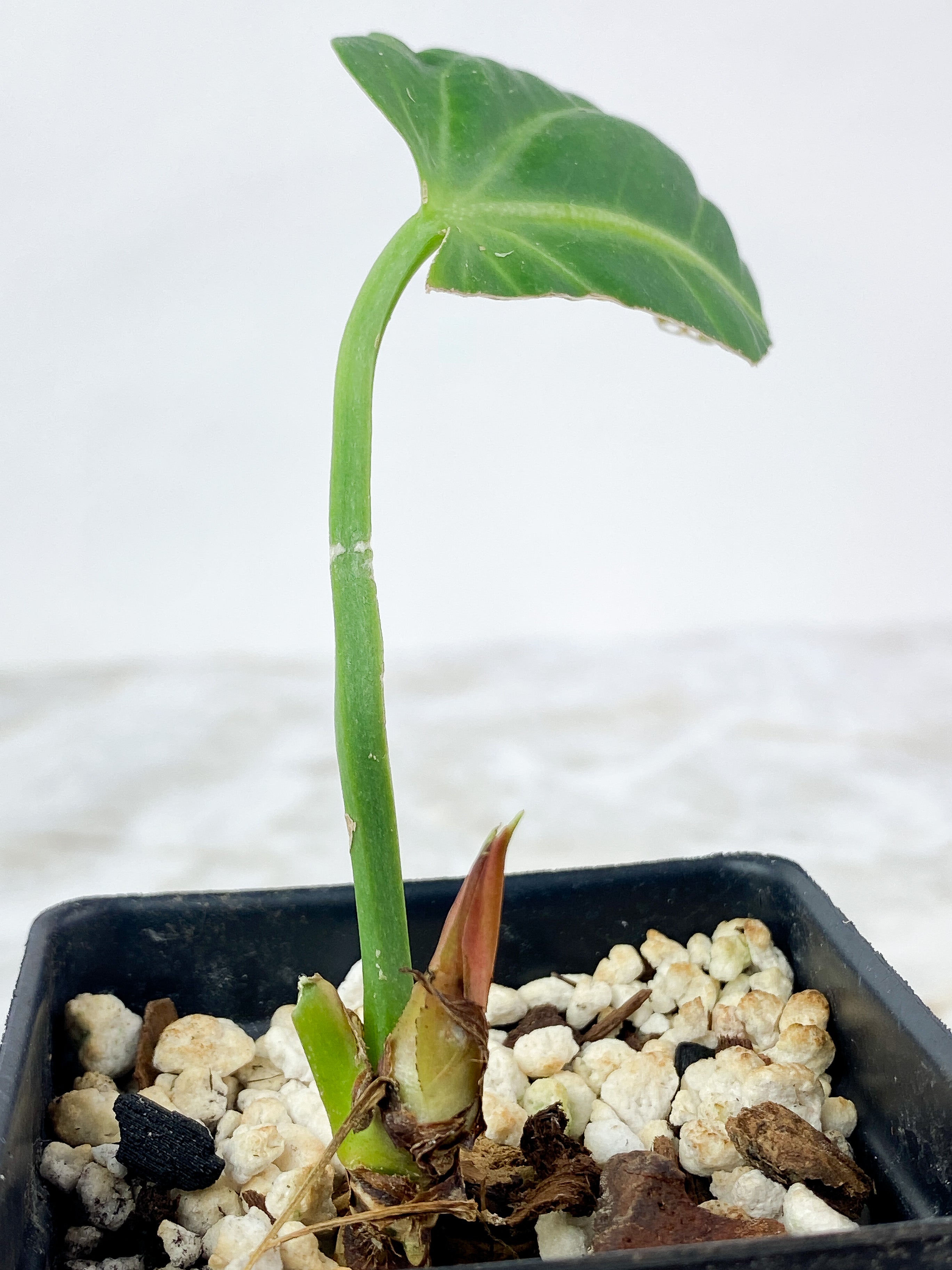 Anthurium Villenaorum Rooted