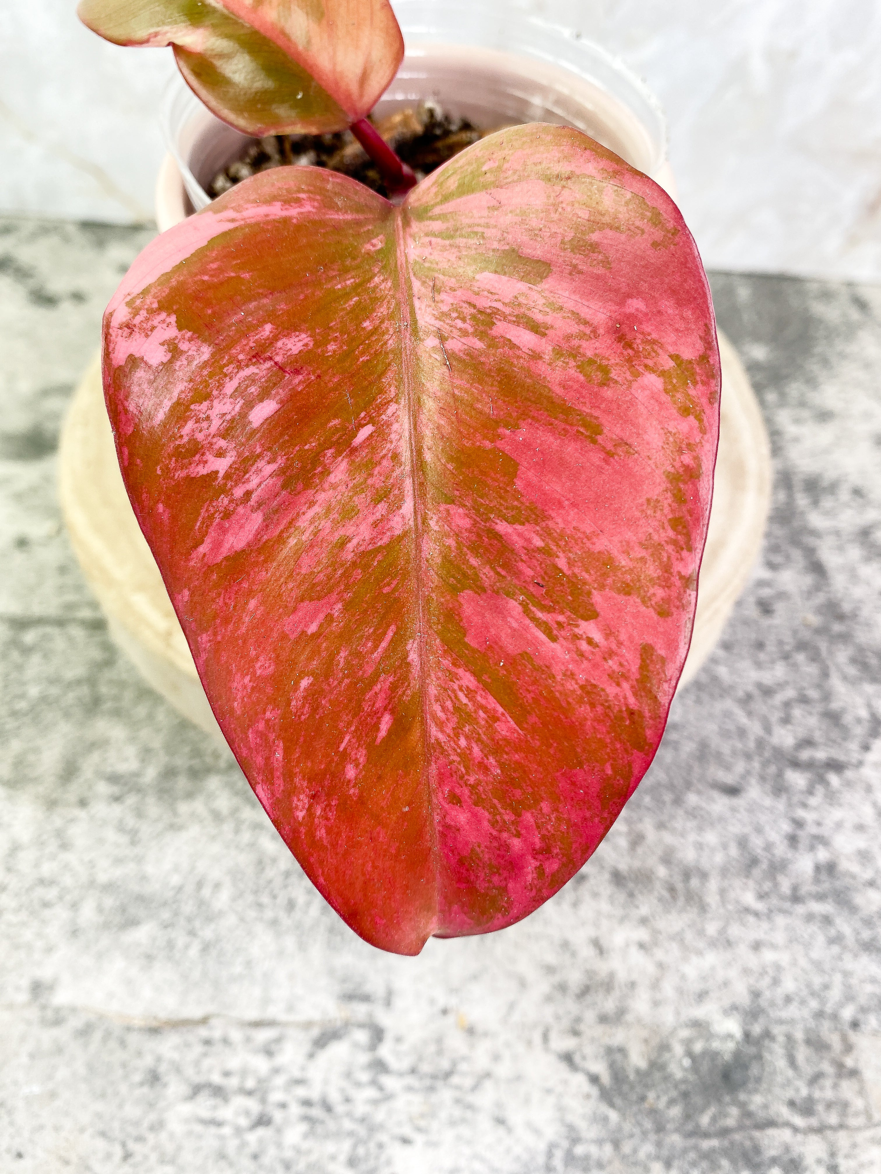 Philodendron Strawberry Shakes rooting in soil Top Cutting Highly Variegated