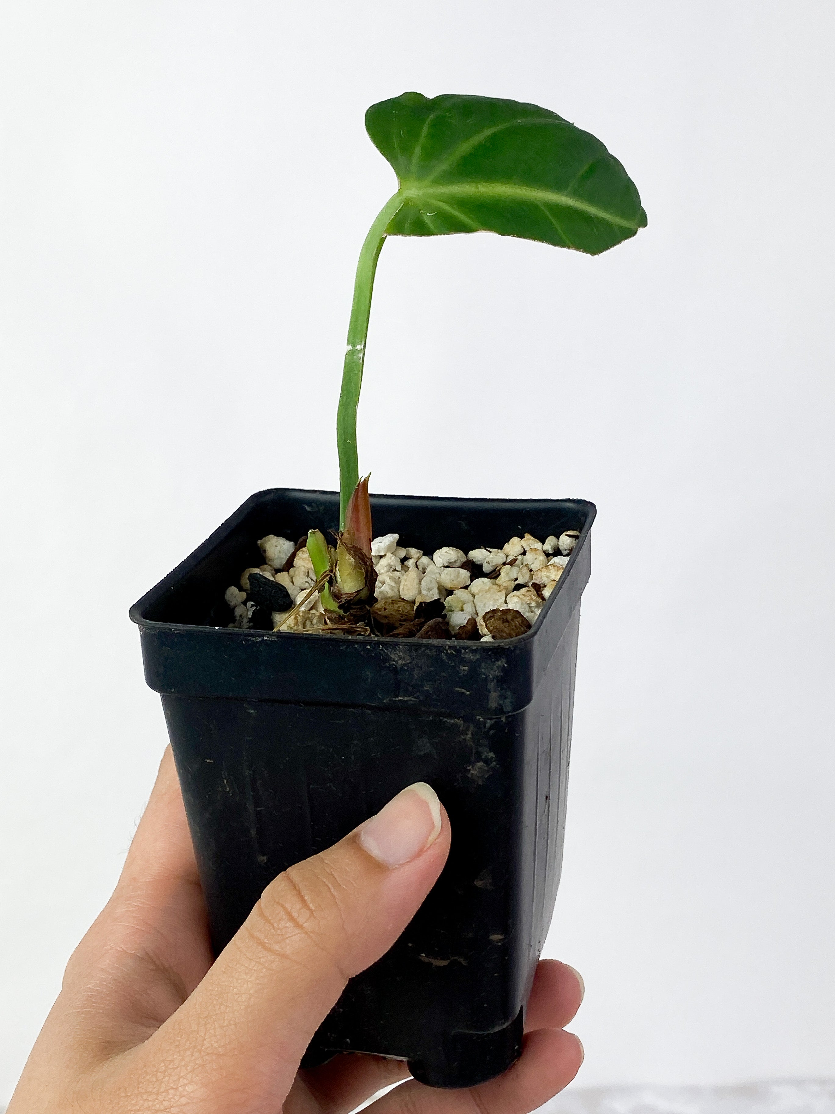 Anthurium Villenaorum Rooted