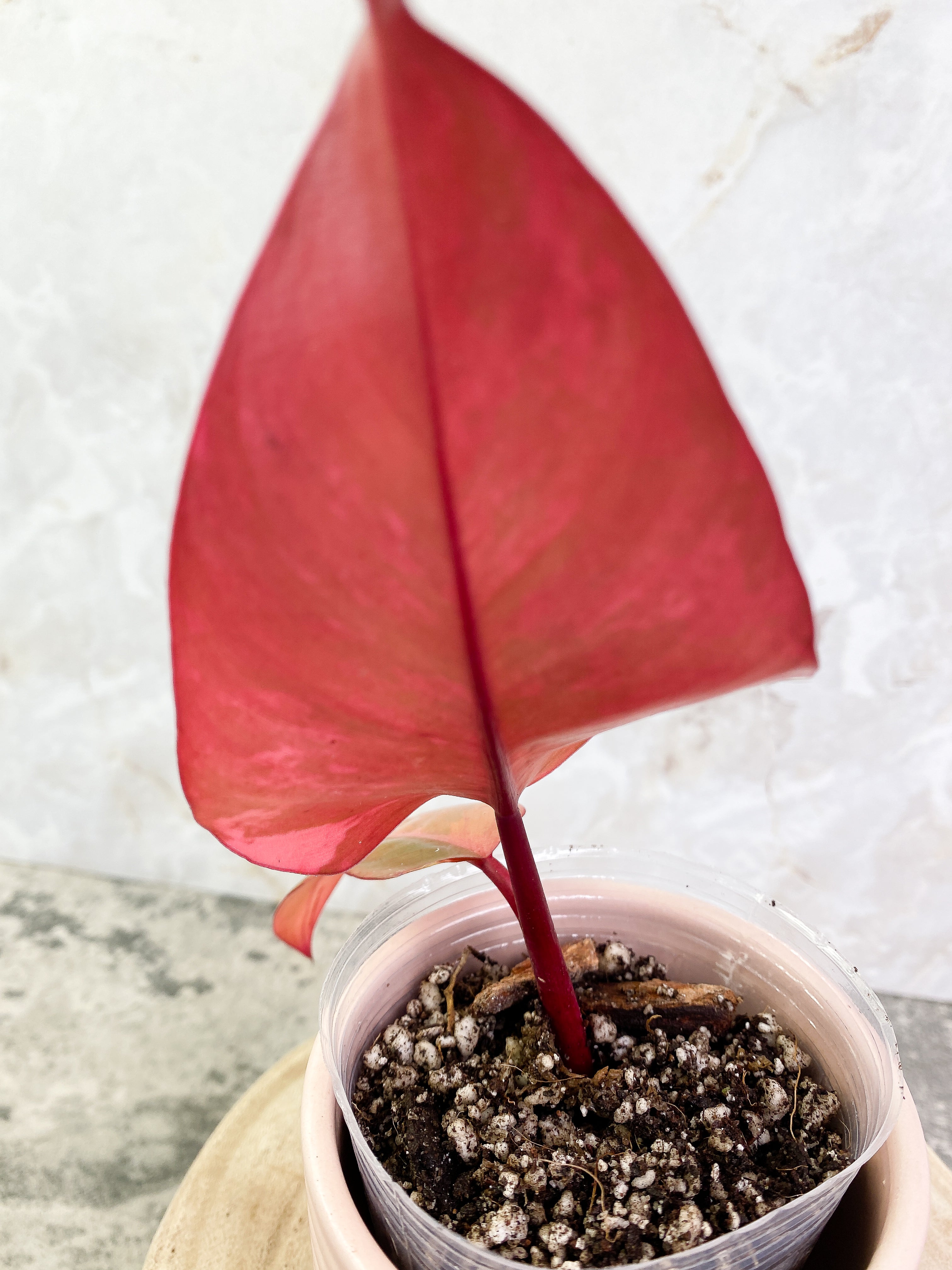 Philodendron Strawberry Shakes rooting in soil Top Cutting Highly Variegated