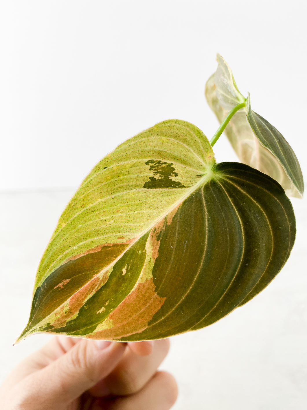 Philodendron Melanochrysum  variegated  Rooting 2 leaves Top Cutting