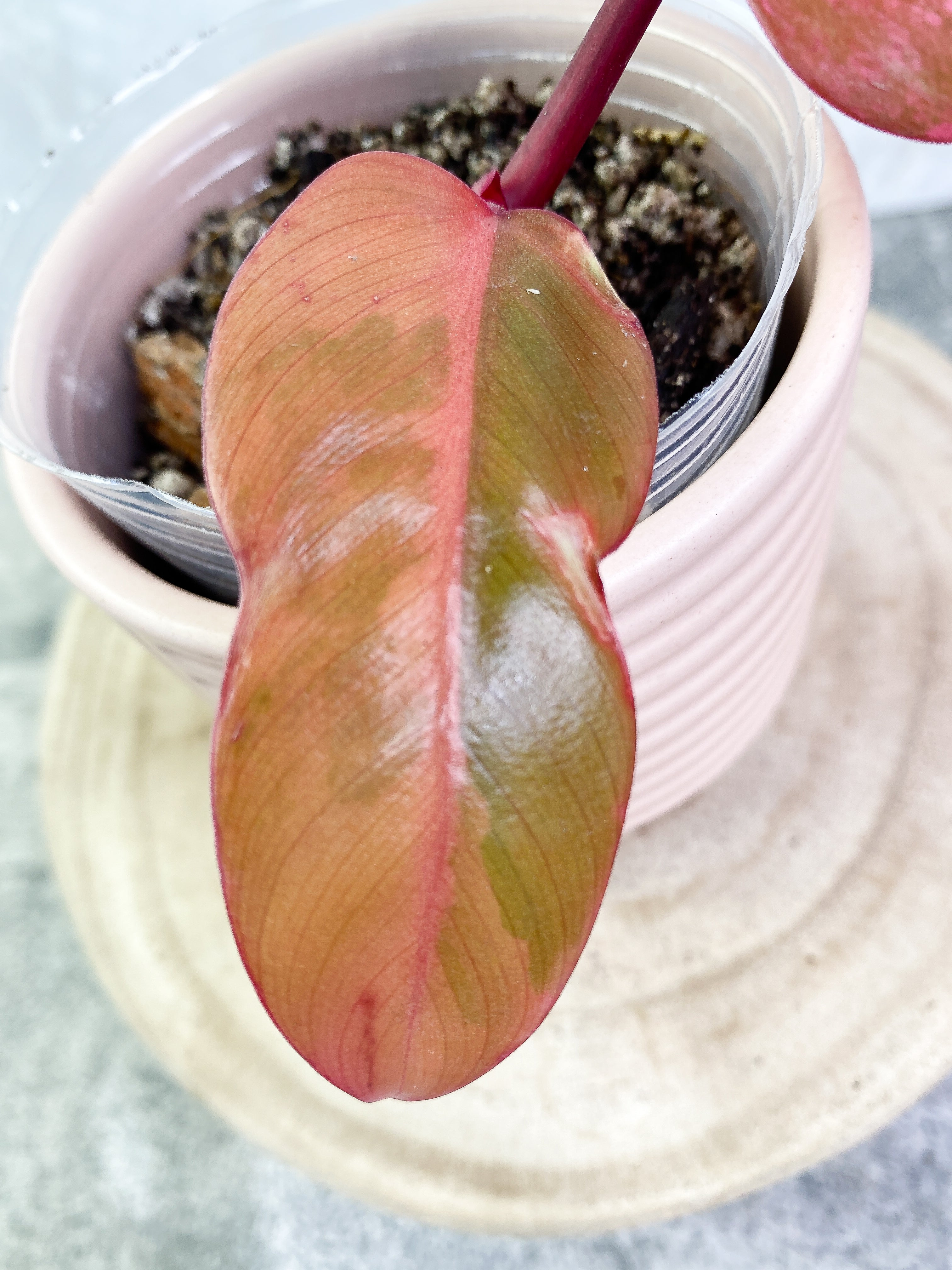 Philodendron Strawberry Shakes rooting in soil Top Cutting Highly Variegated