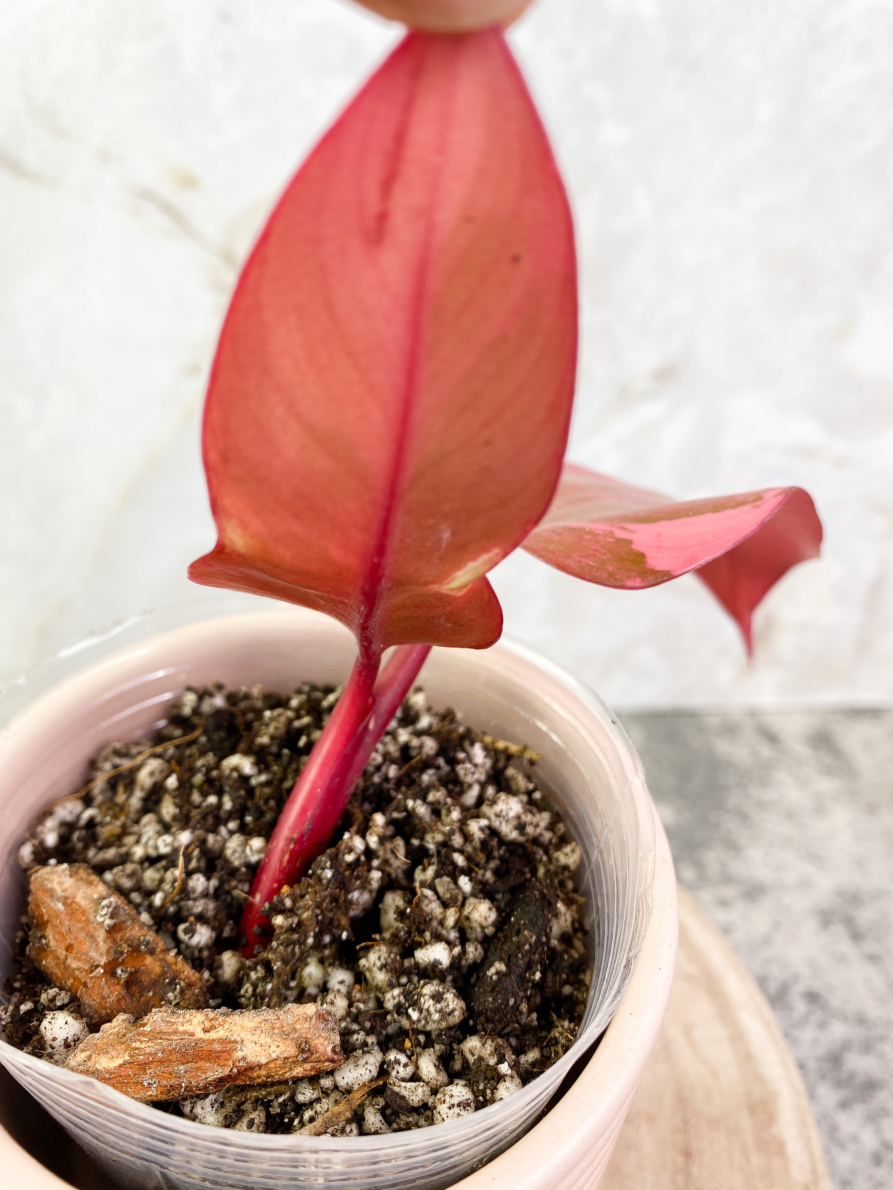 Philodendron Strawberry Shakes rooting in soil Top Cutting Highly Variegated