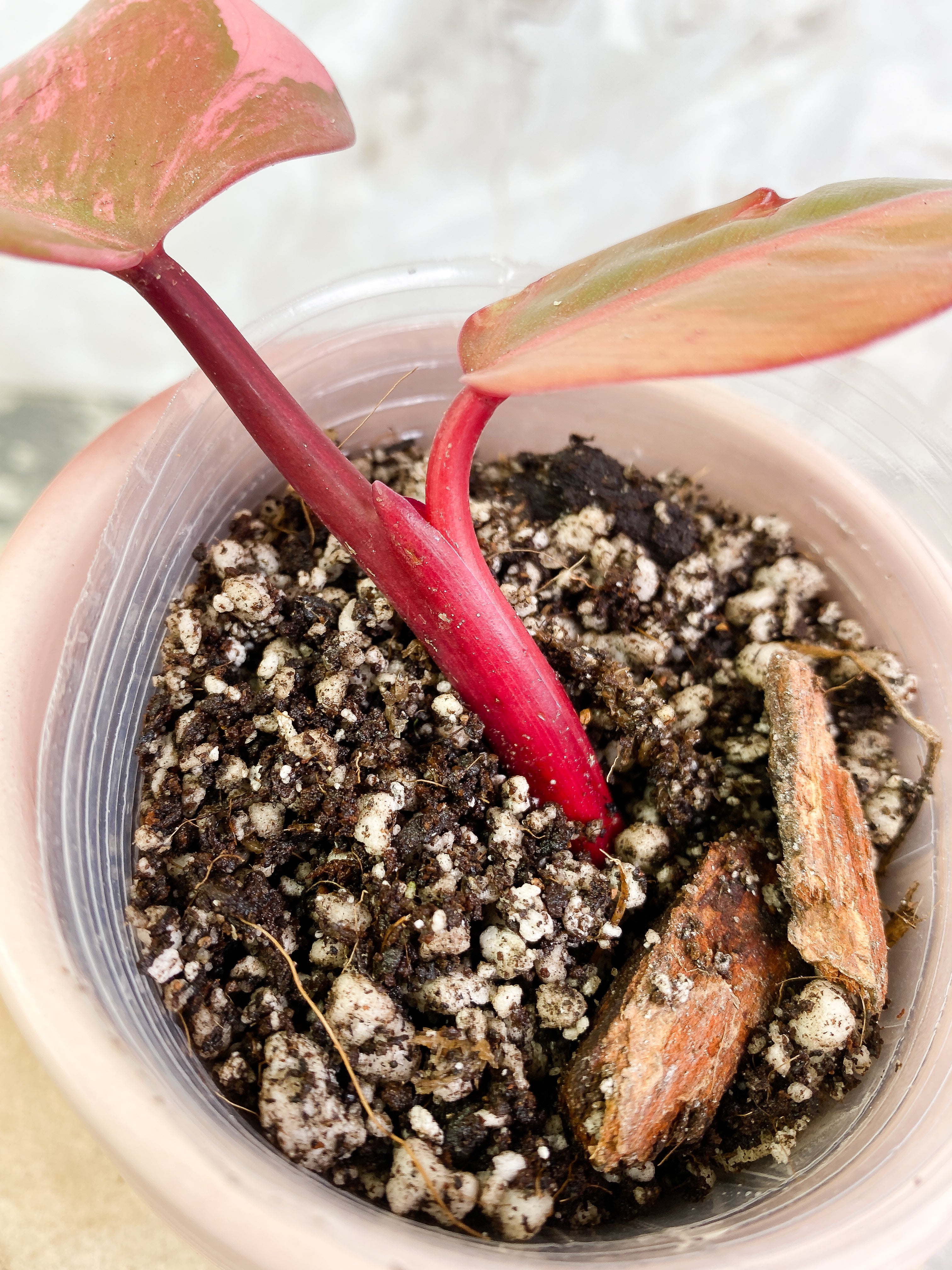 Philodendron Strawberry Shakes rooting in soil Top Cutting Highly Variegated